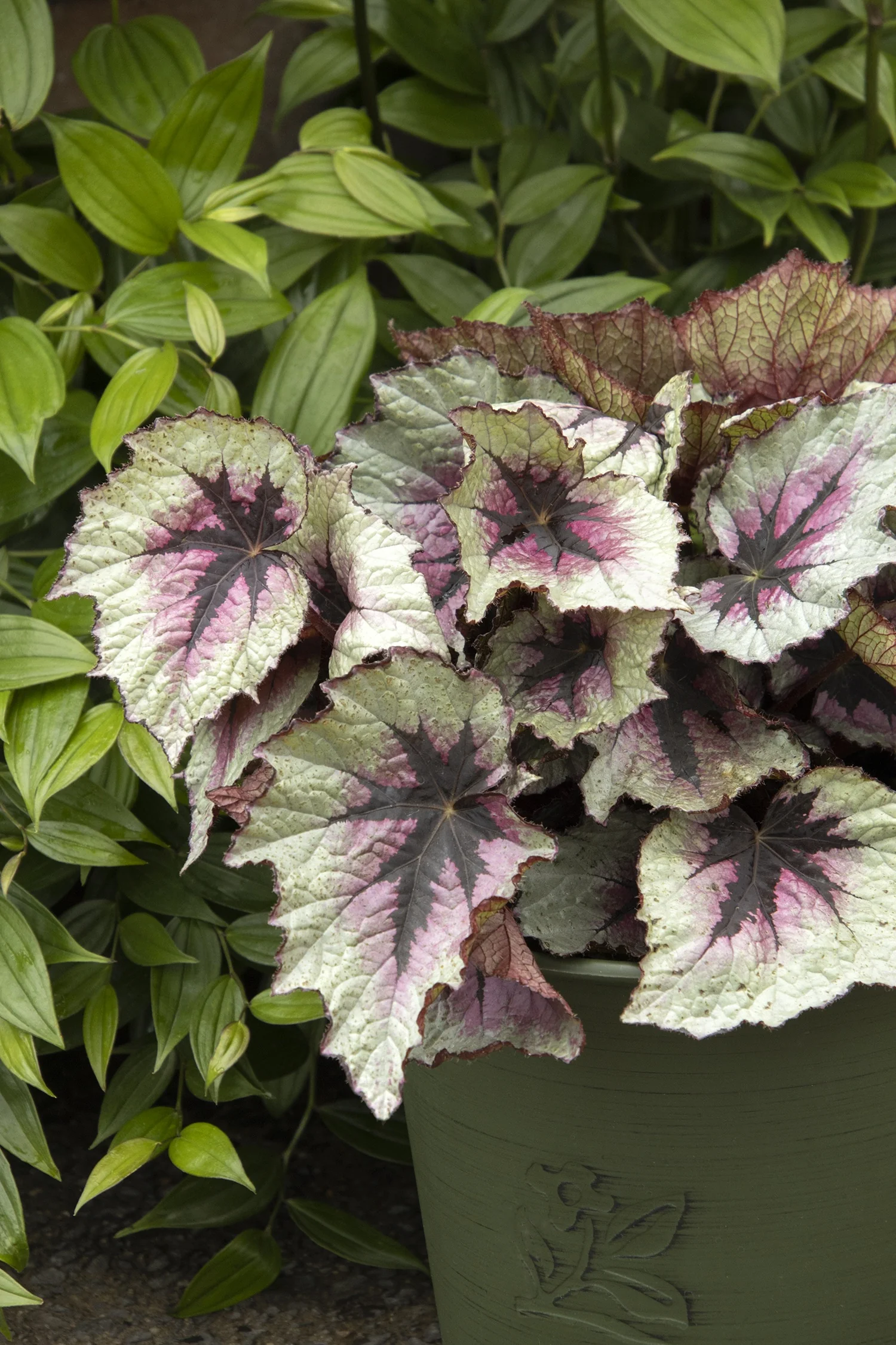T Rex™ First Blush Rex Begonia 3 T Rex™ First Blush Rex Begonia