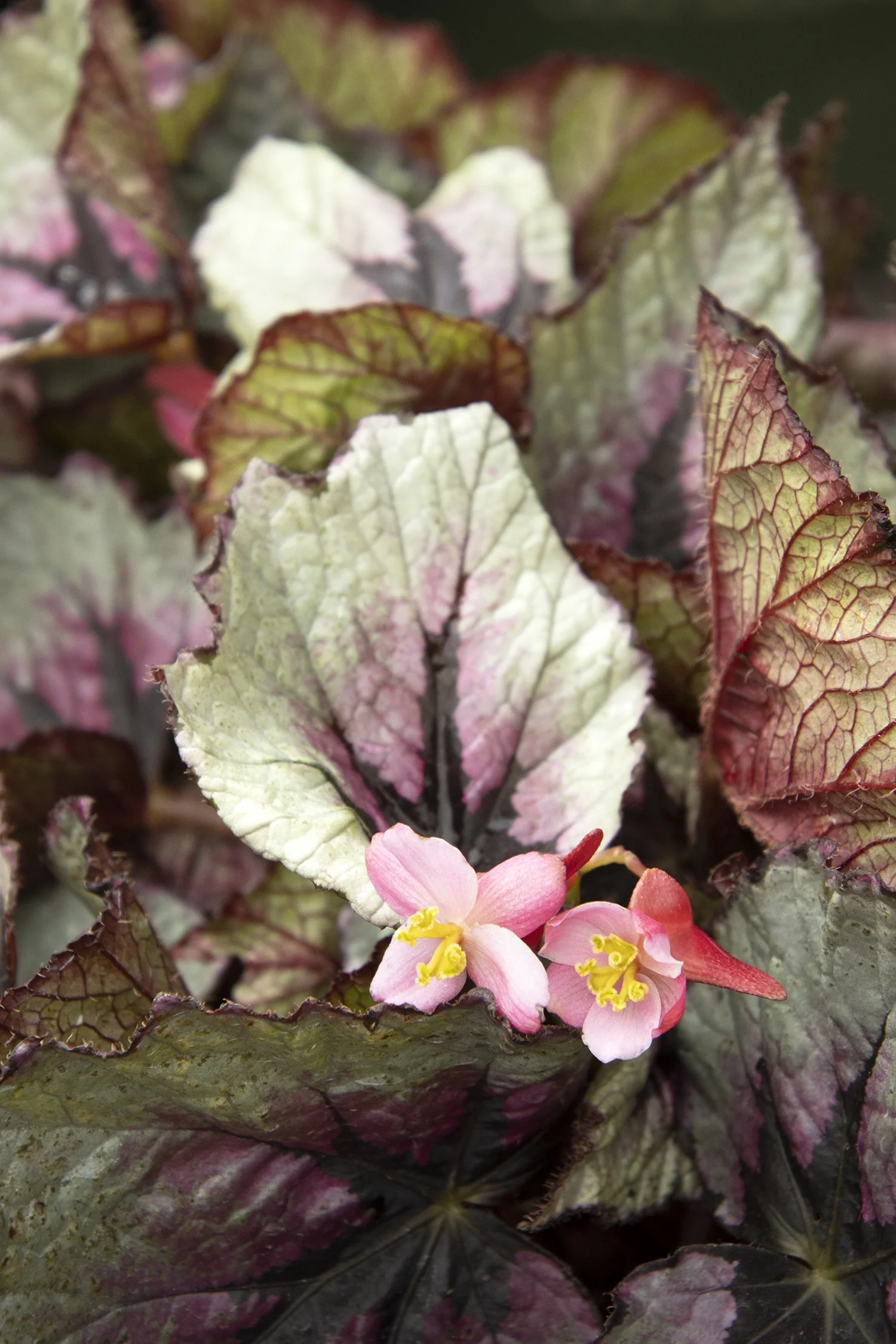 T Rex™ First Blush Rex Begonia 4 T Rex™ First Blush Rex Begonia
