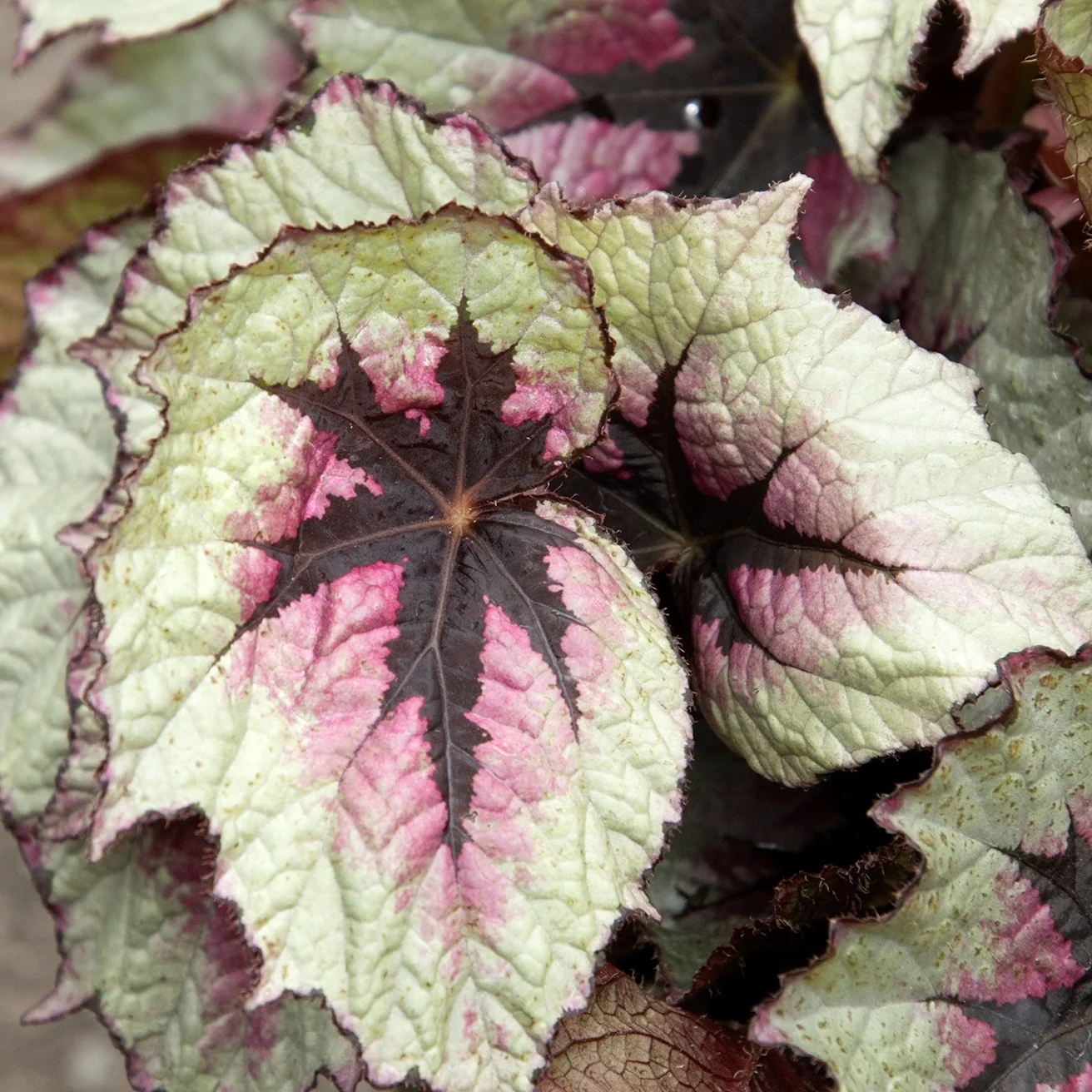 T Rex™ First Blush Rex Begonia 5 T Rex™ First Blush Rex Begonia