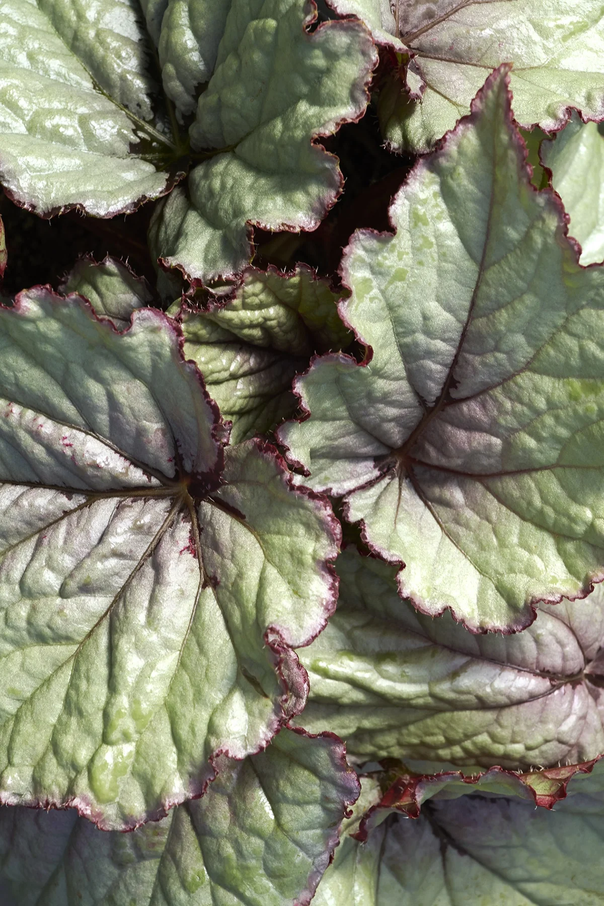 T Rex™ First Blush Rex Begonia 6 T Rex™ First Blush Rex Begonia