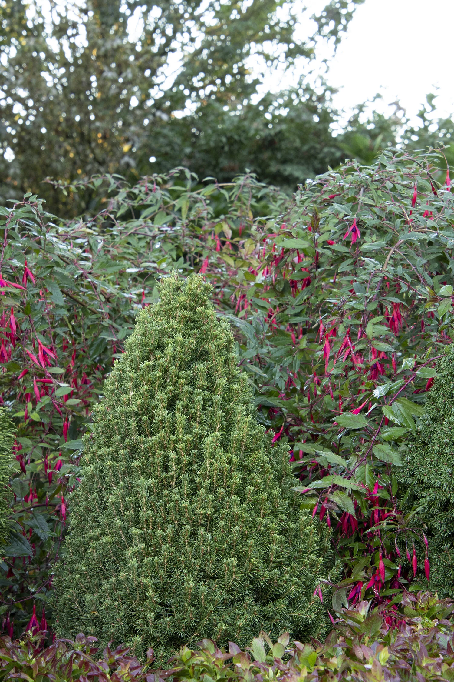 Tiny Tower® Dwarf Alberta Spruce 5 Tiny Tower® Dwarf Alberta Spruce