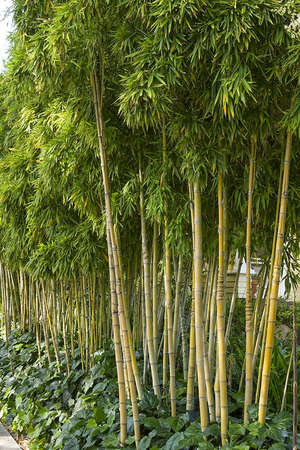 Golden Bamboo