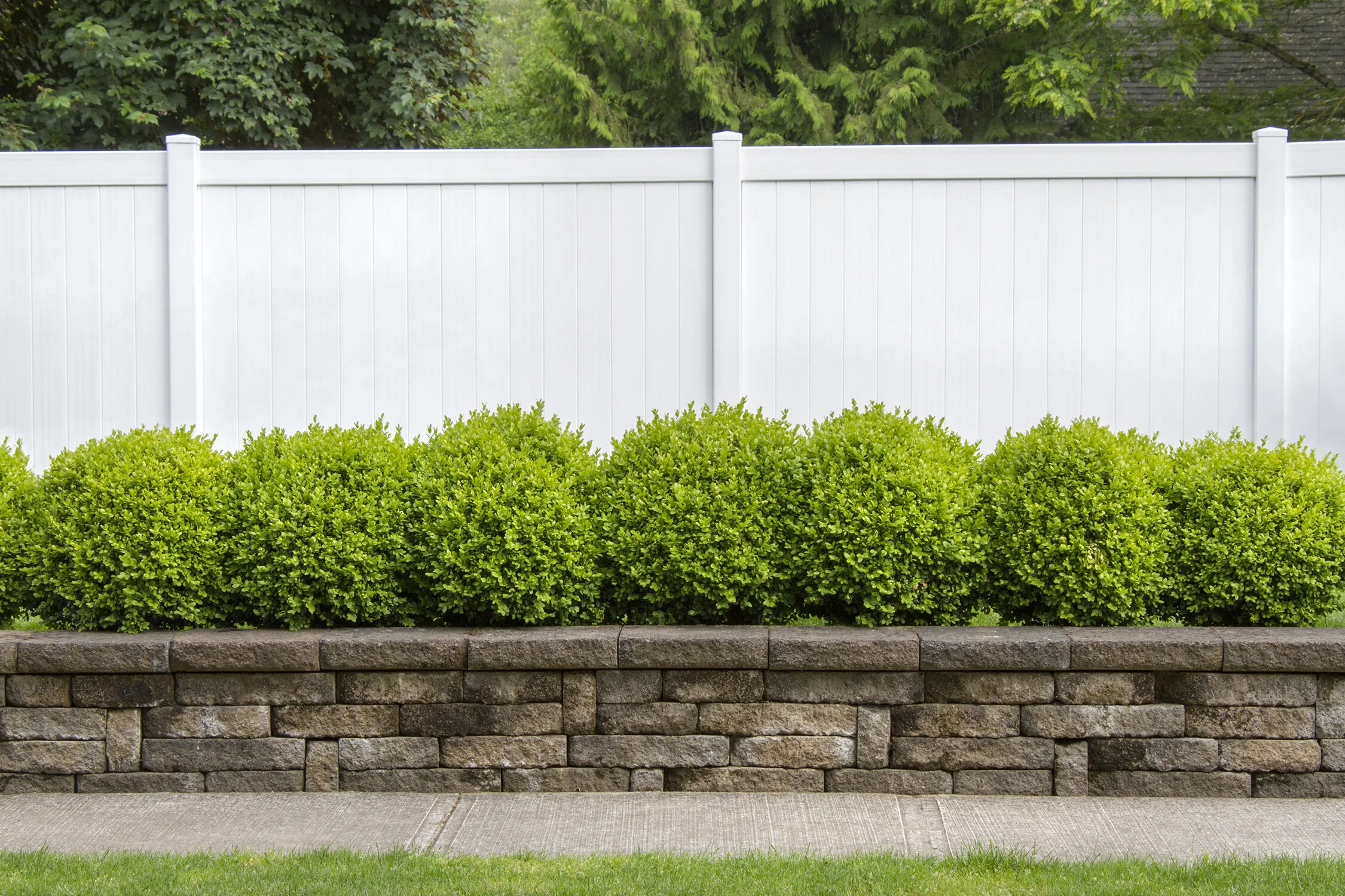 Dwarf English Boxwood 16 Dwarf English Boxwood
