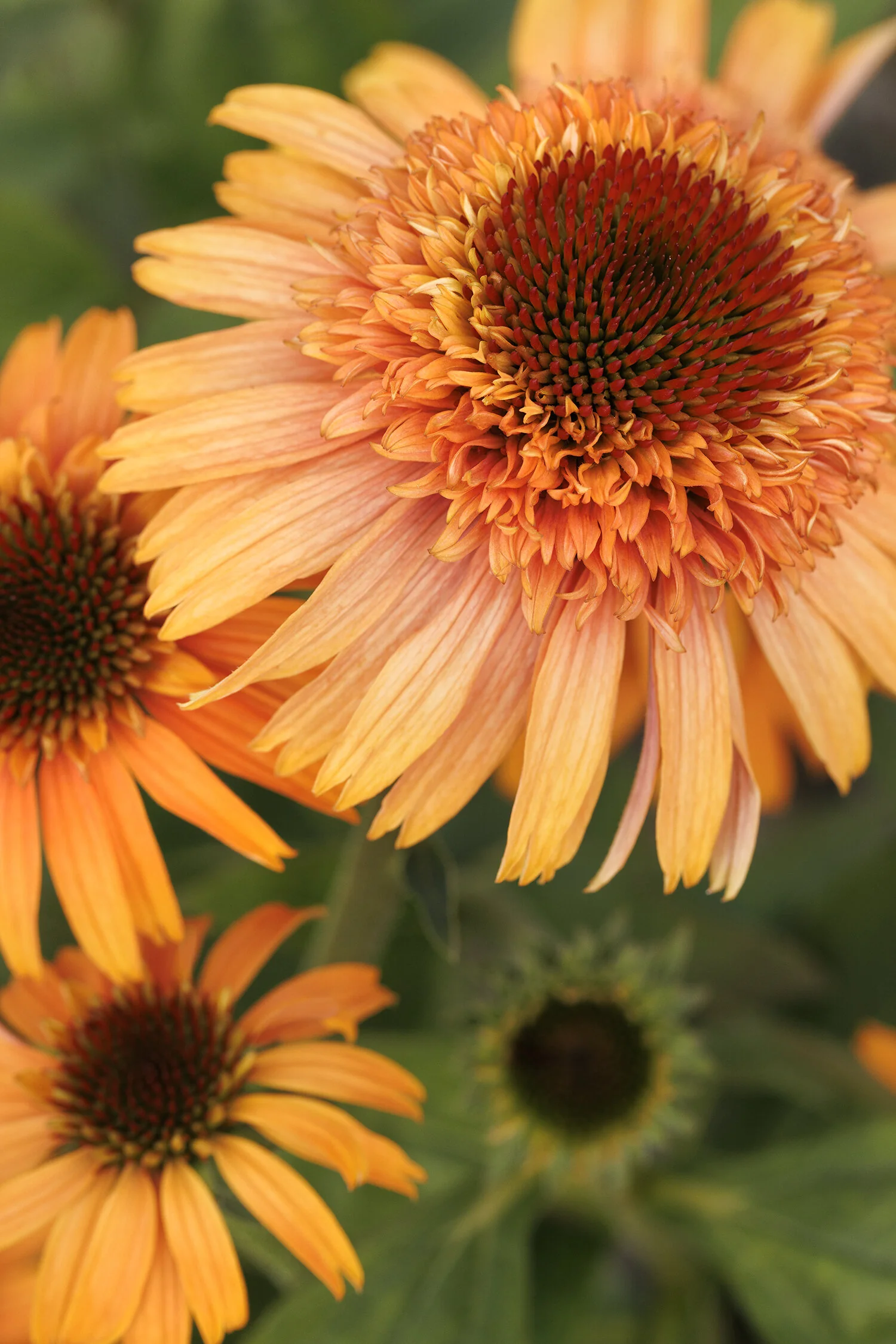 Supreme™ Cantaloupe Coneflower 1 Supreme™ Cantaloupe Coneflower