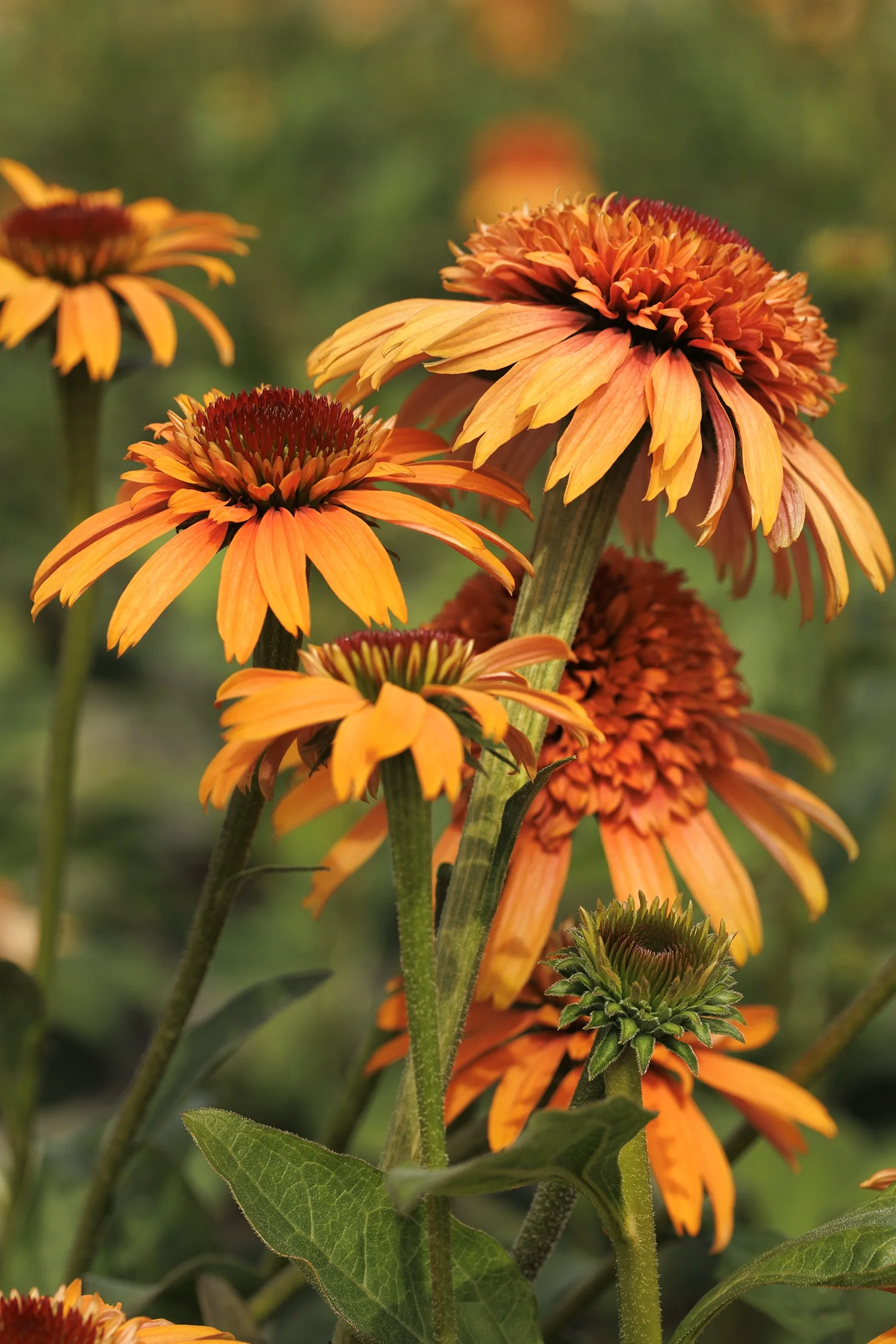 Supreme™ Cantaloupe Coneflower 2 Supreme™ Cantaloupe Coneflower