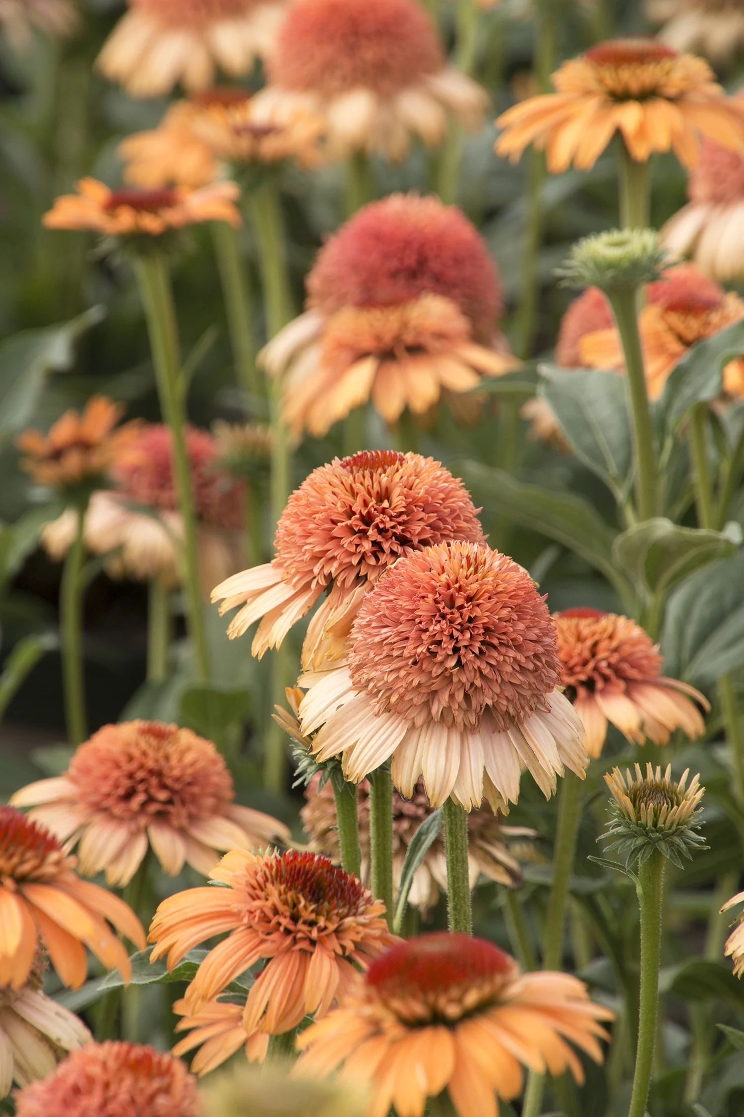 Supreme™ Cantaloupe Coneflower 3 Supreme™ Cantaloupe Coneflower
