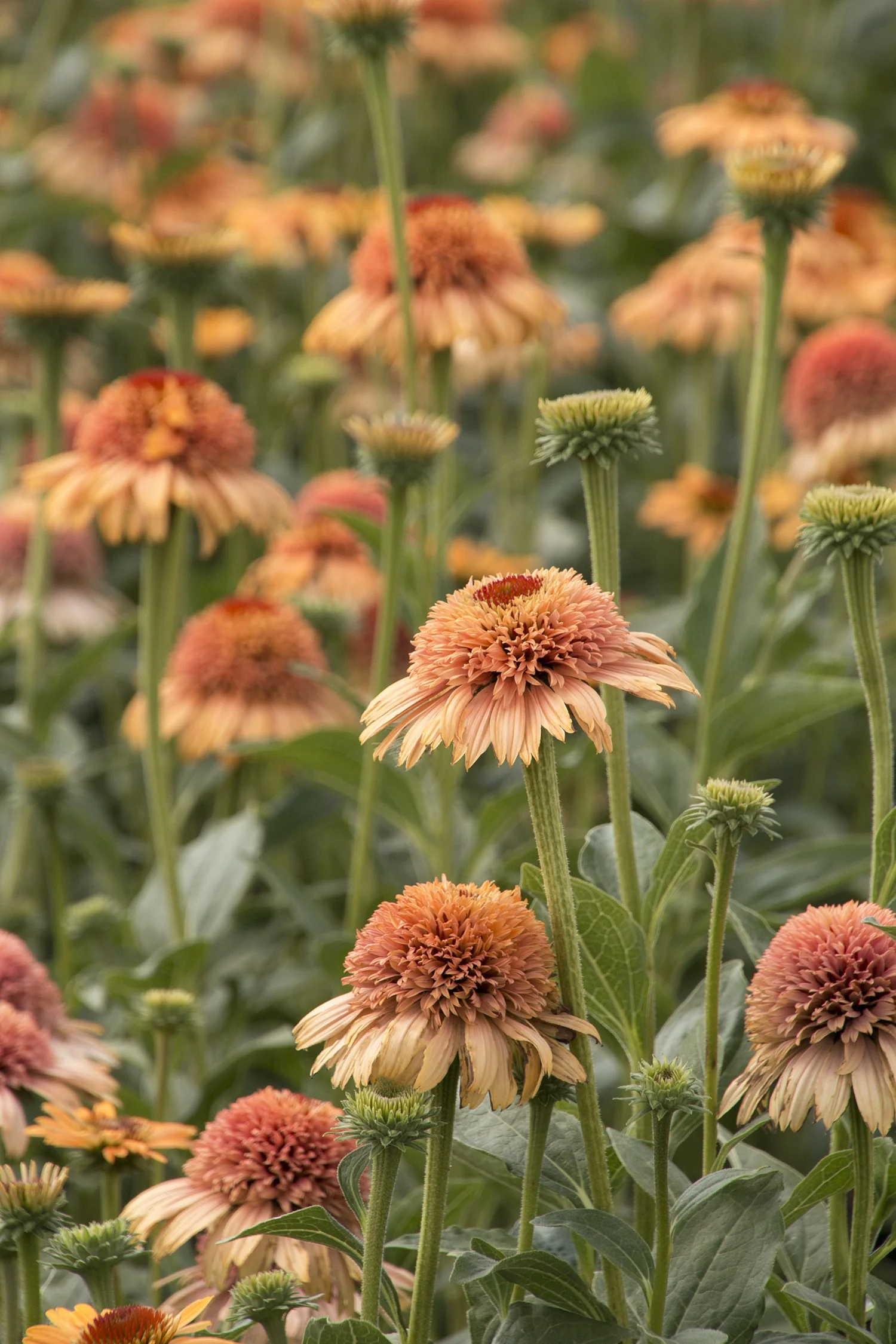 Supreme™ Cantaloupe Coneflower 4 Supreme™ Cantaloupe Coneflower