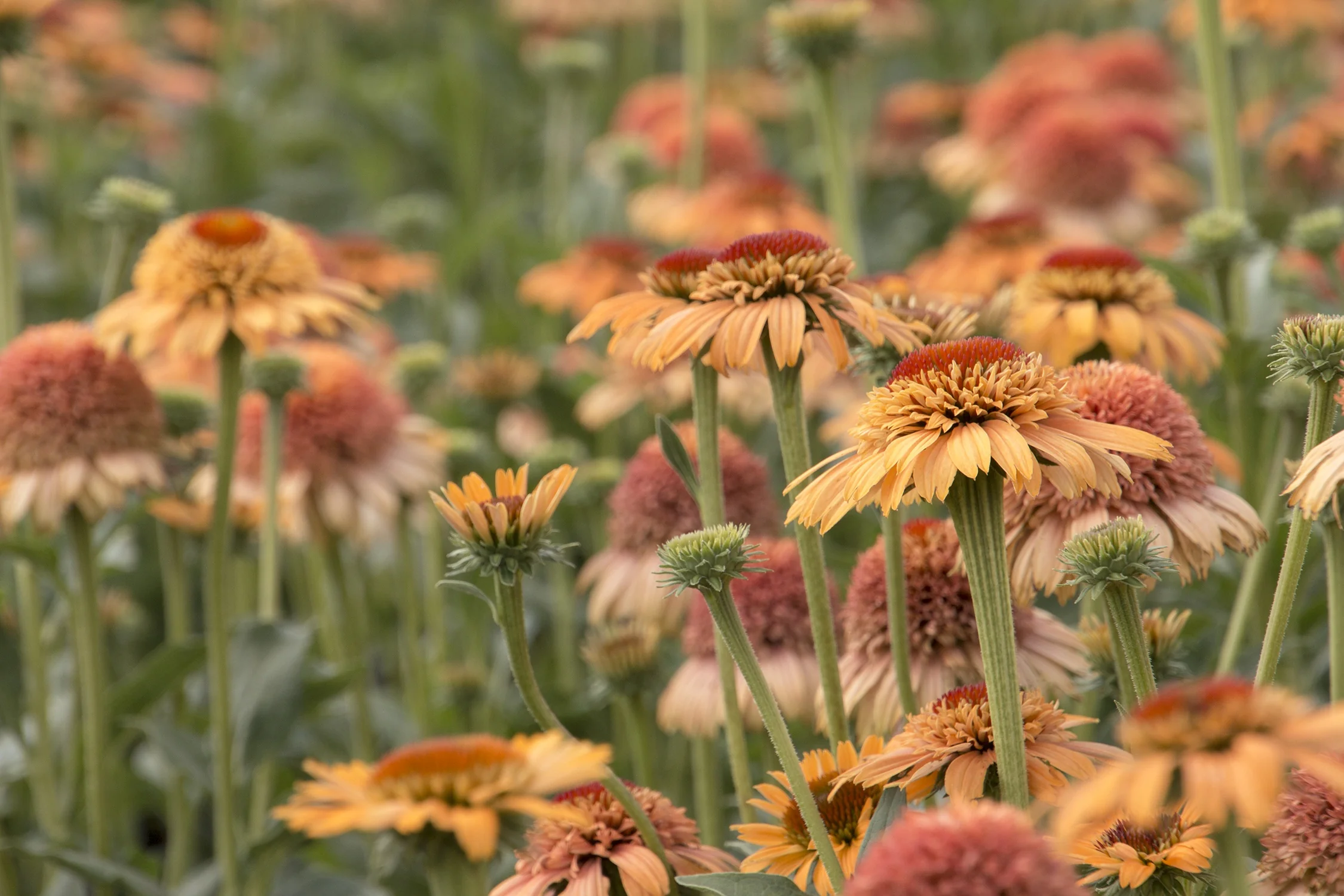 Supreme™ Cantaloupe Coneflower 5 Supreme™ Cantaloupe Coneflower