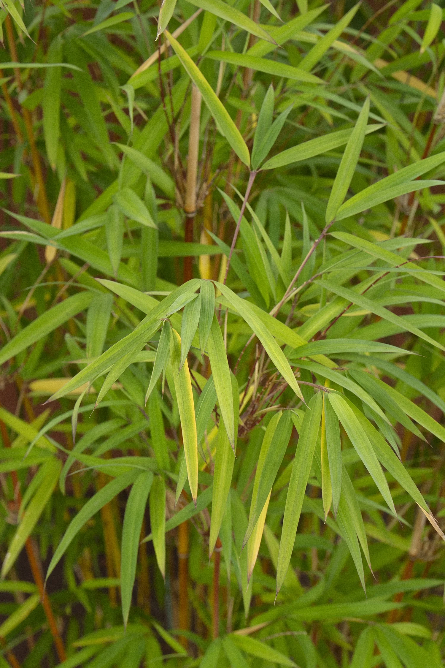 Golden Goddess Bamboo