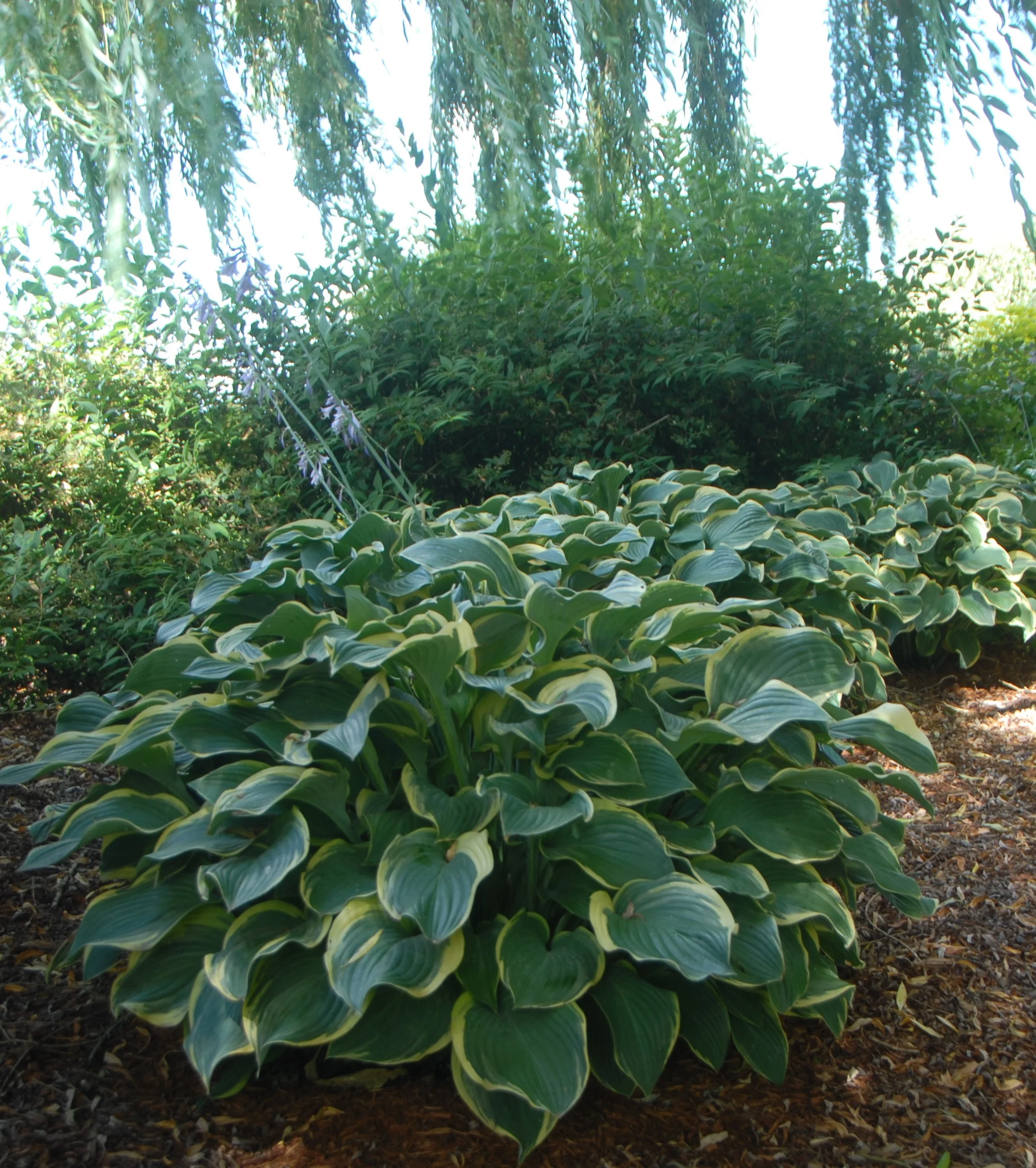 Regal Splendor Hosta 10 Regal Splendor Hosta