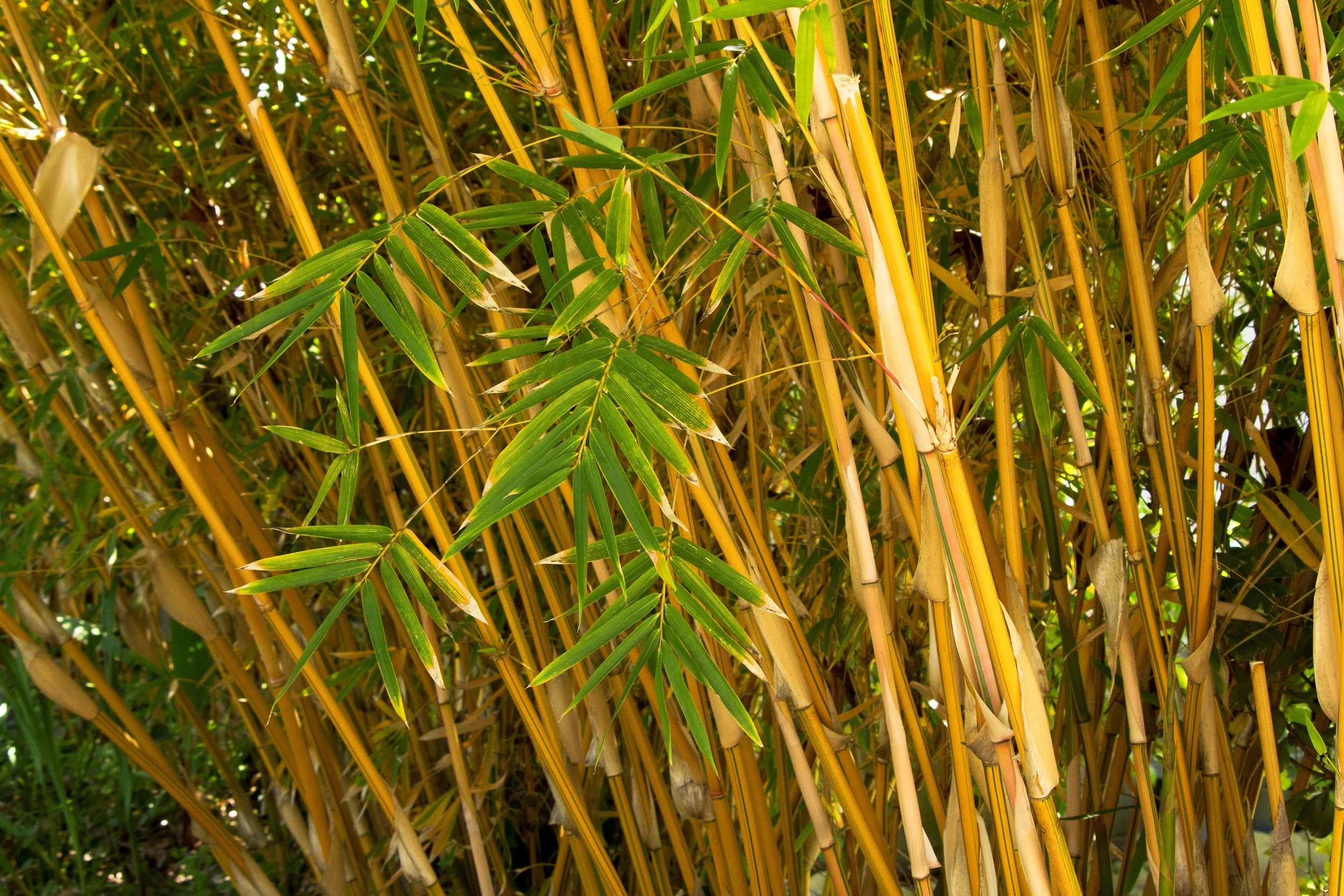 Alphonse Karr Bamboo 2 Alphonse Karr Bamboo
