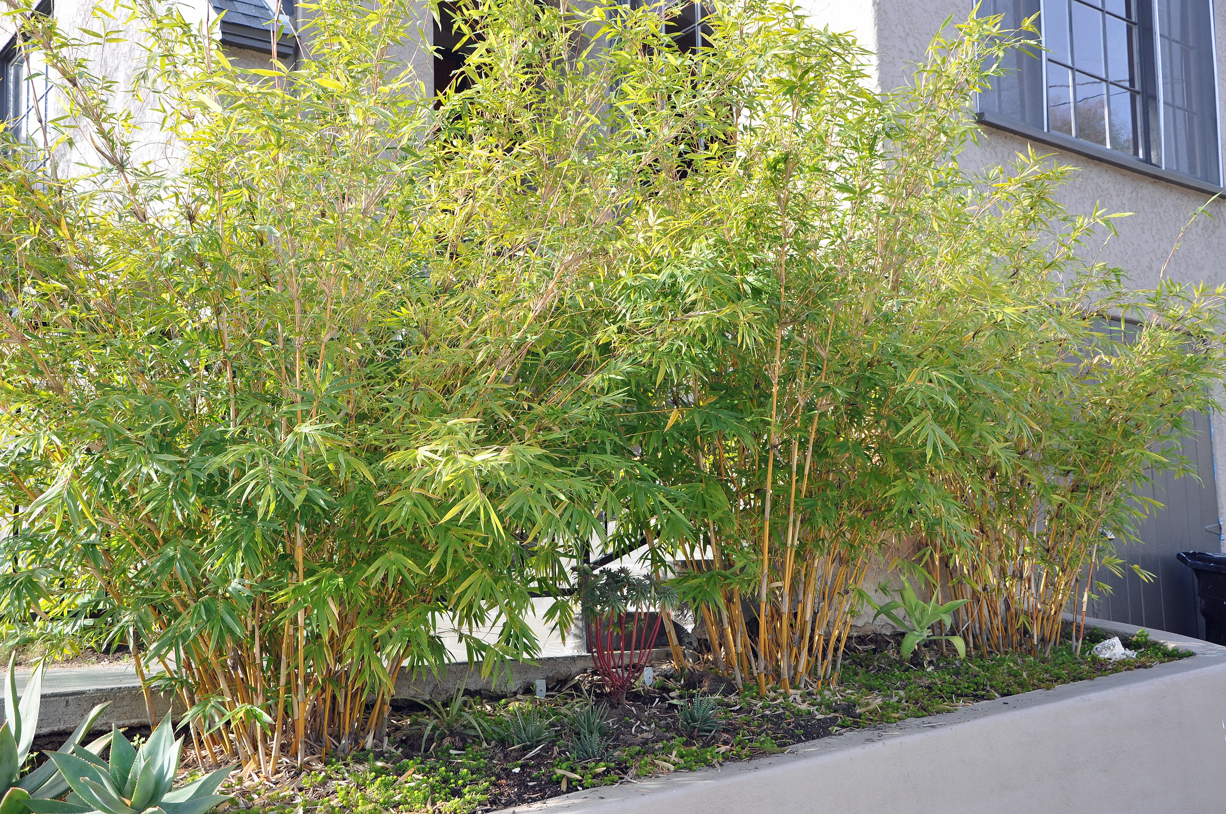 Alphonse Karr Bamboo 2 Alphonse Karr Bamboo