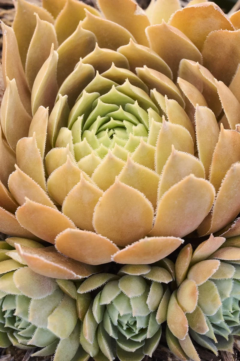Pacific Blue Ice Hens And Chicks 2 Pacific Blue Ice Hens And Chicks