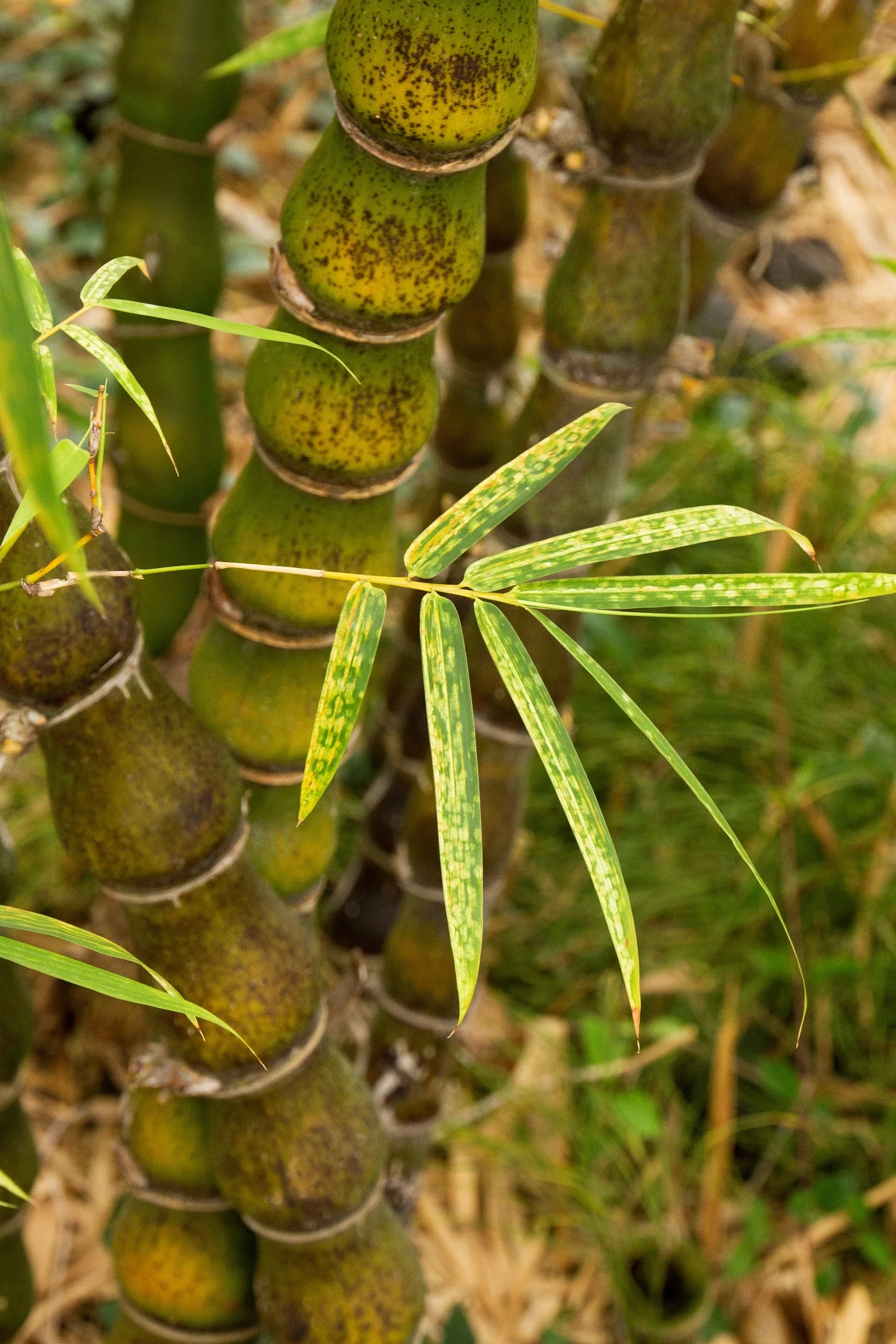 Buddha's Belly Bamboo