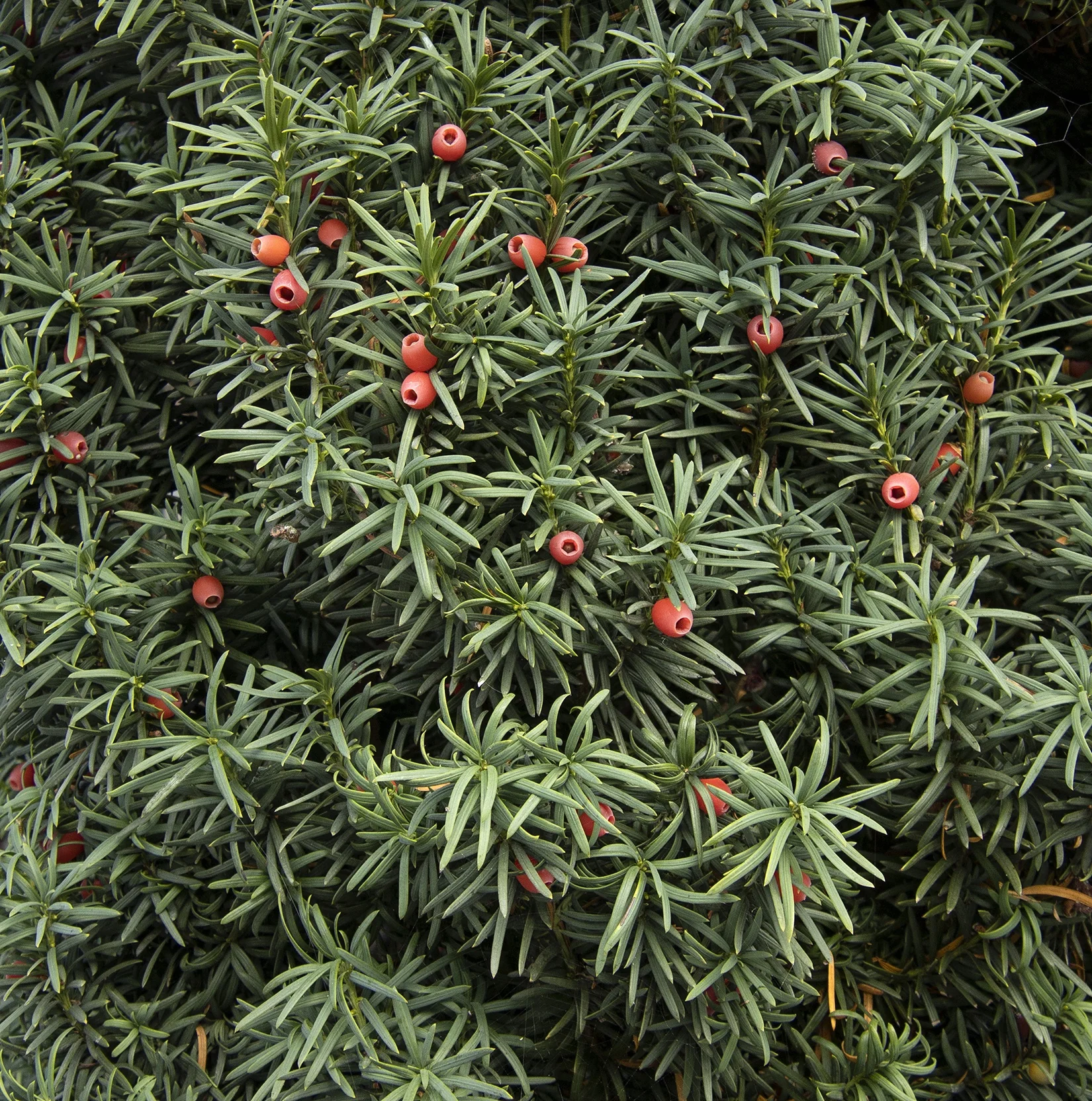 Irish Yew 11 Irish Yew