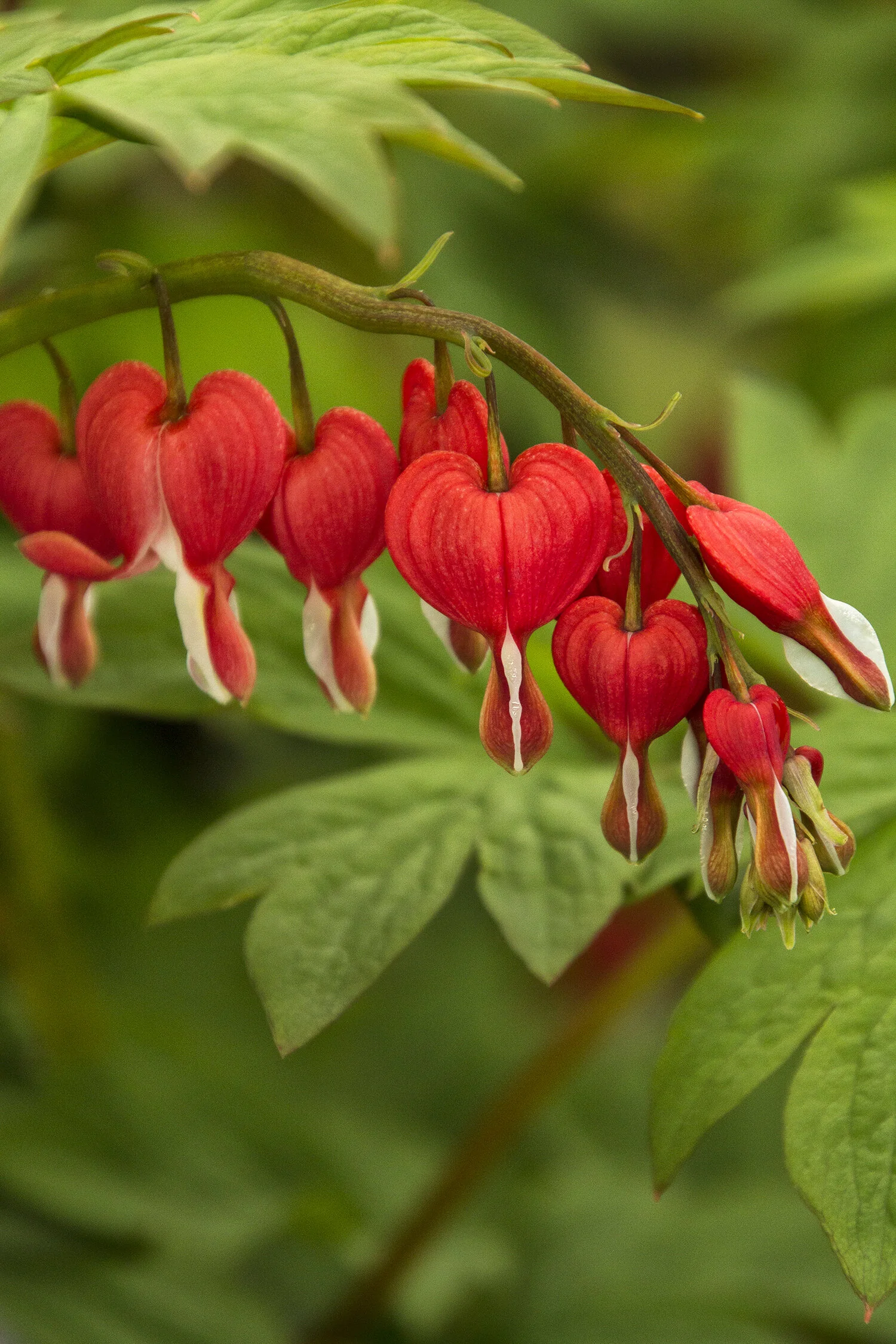 Valentine® Bleeding Heart 1 Valentine® Bleeding Heart