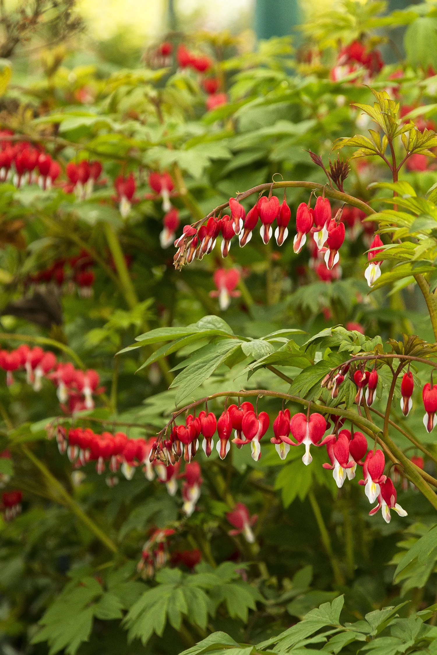 Valentine® Bleeding Heart 2 Valentine® Bleeding Heart