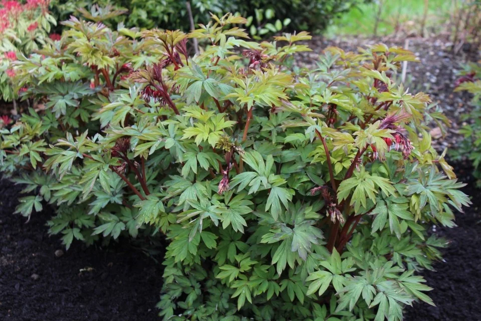 Valentine® Bleeding Heart 3 Valentine® Bleeding Heart