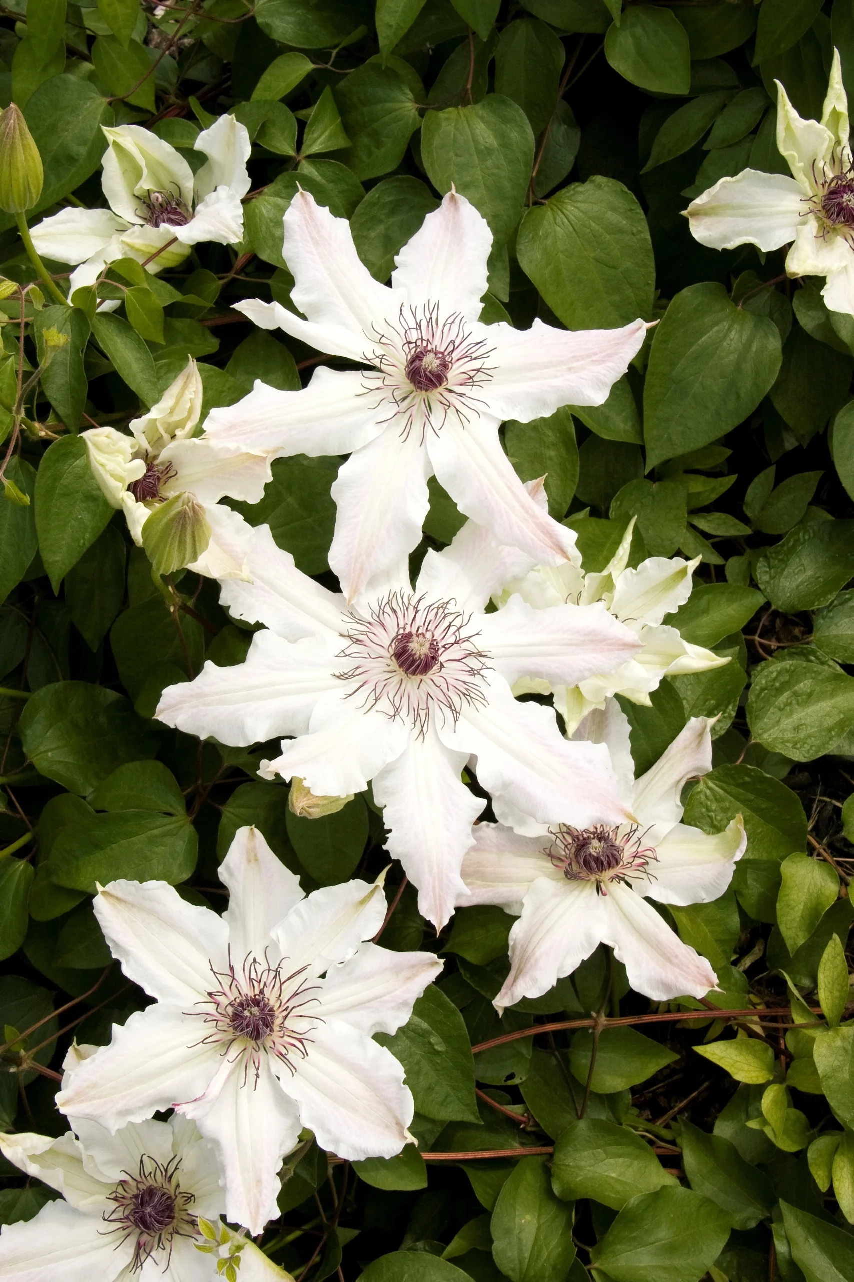 Vancouver™ Fragrant Star Clematis 4 Vancouver™ Fragrant Star Clematis