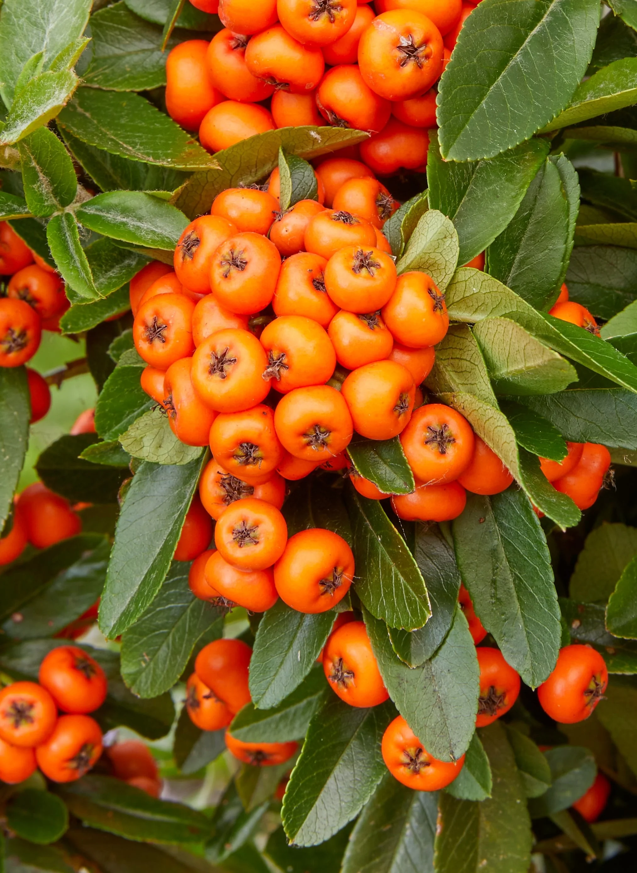 Orange Star Pyracantha 1 Orange Star Pyracantha