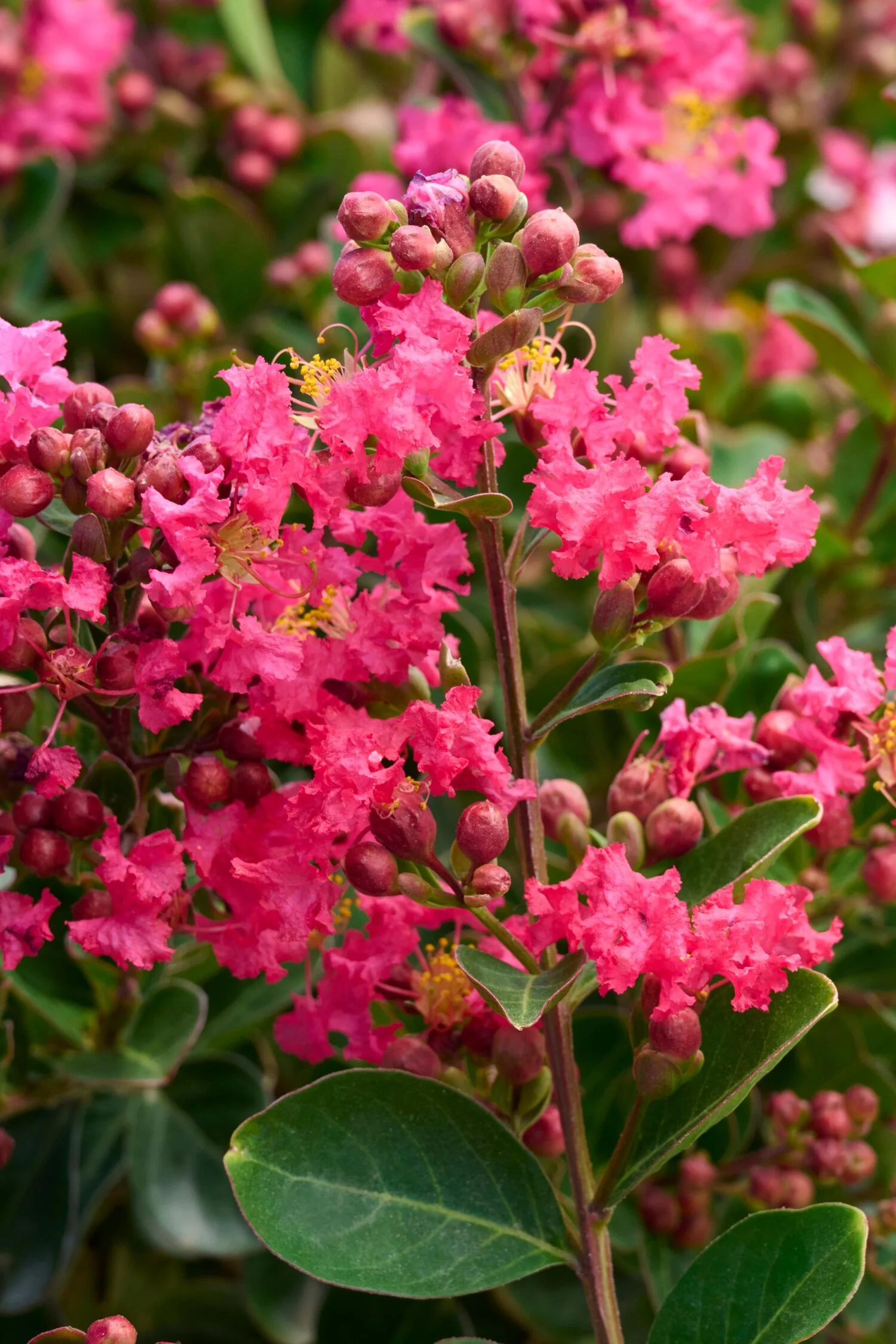 Bellini® Raspberry Crape Myrtle