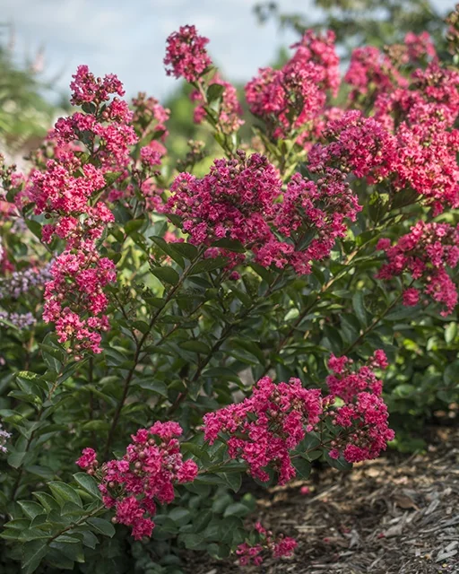 Bellini® Raspberry Crape Myrtle