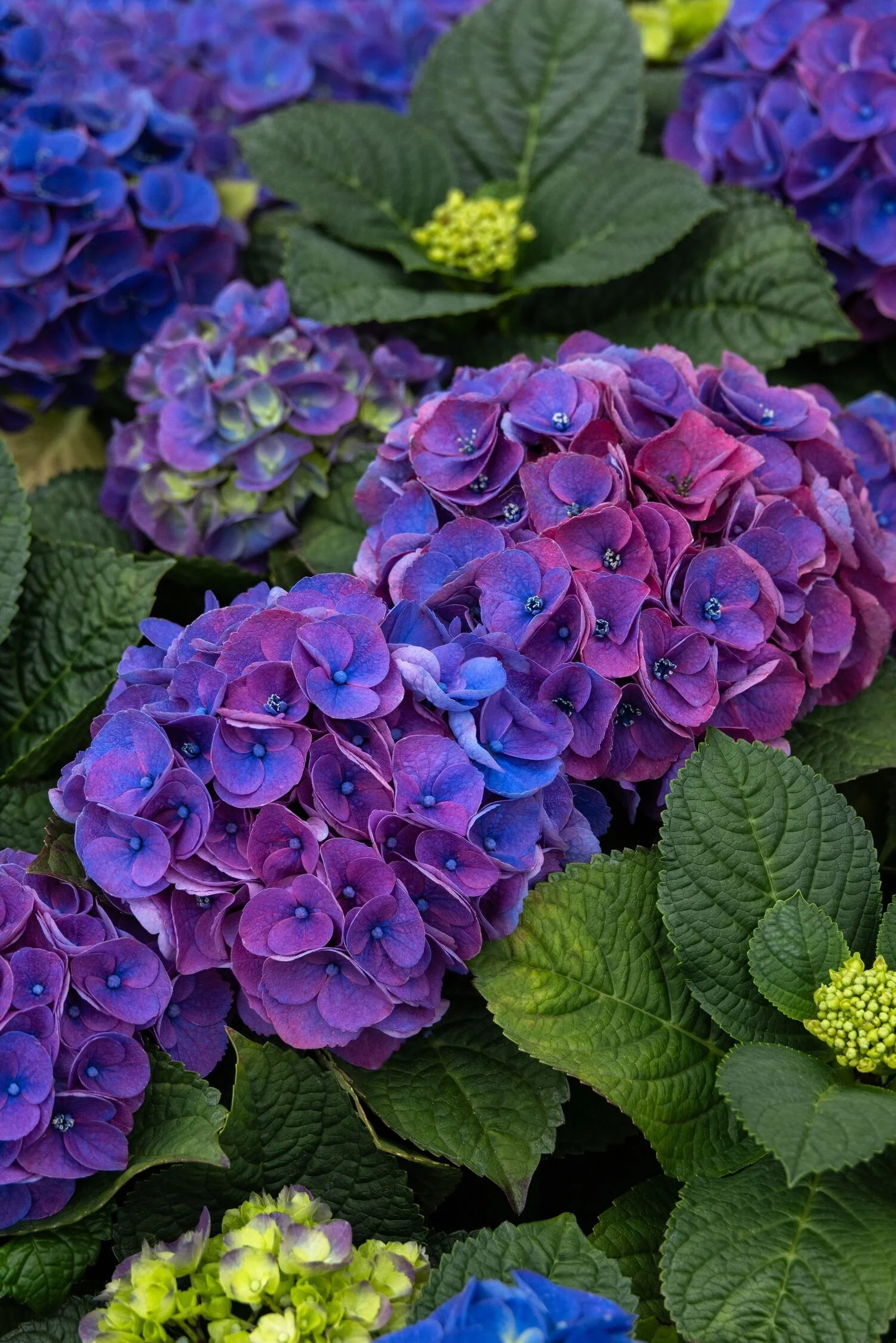 Seaside Serenade® Newport Hydrangea