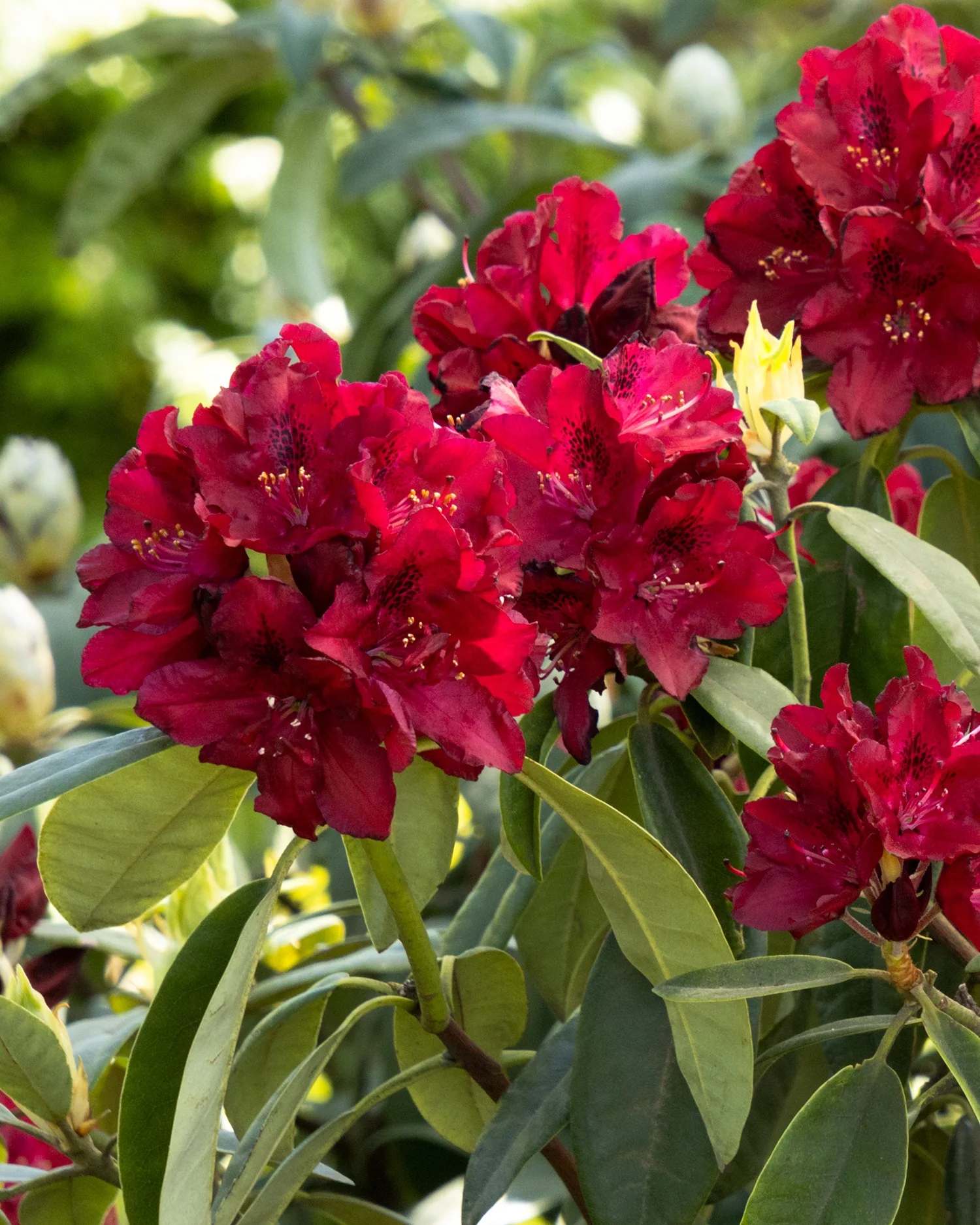 Henry's Red Rhododendron