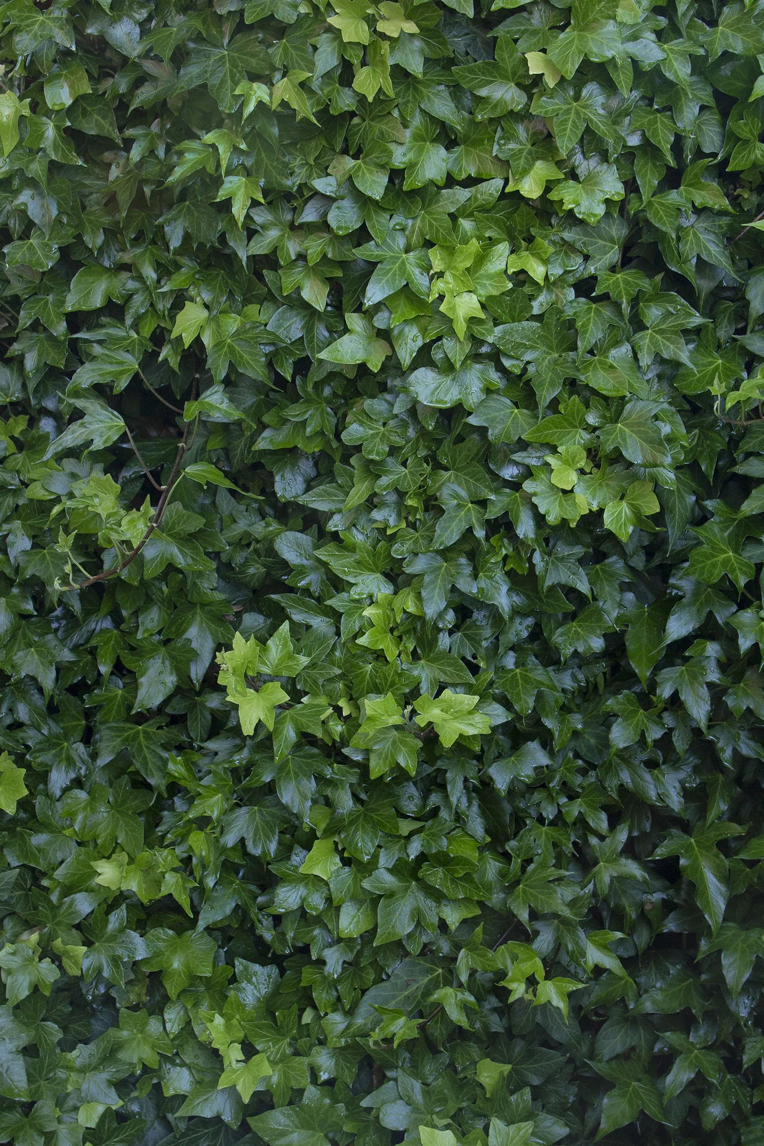 English Ivy 6 English Ivy