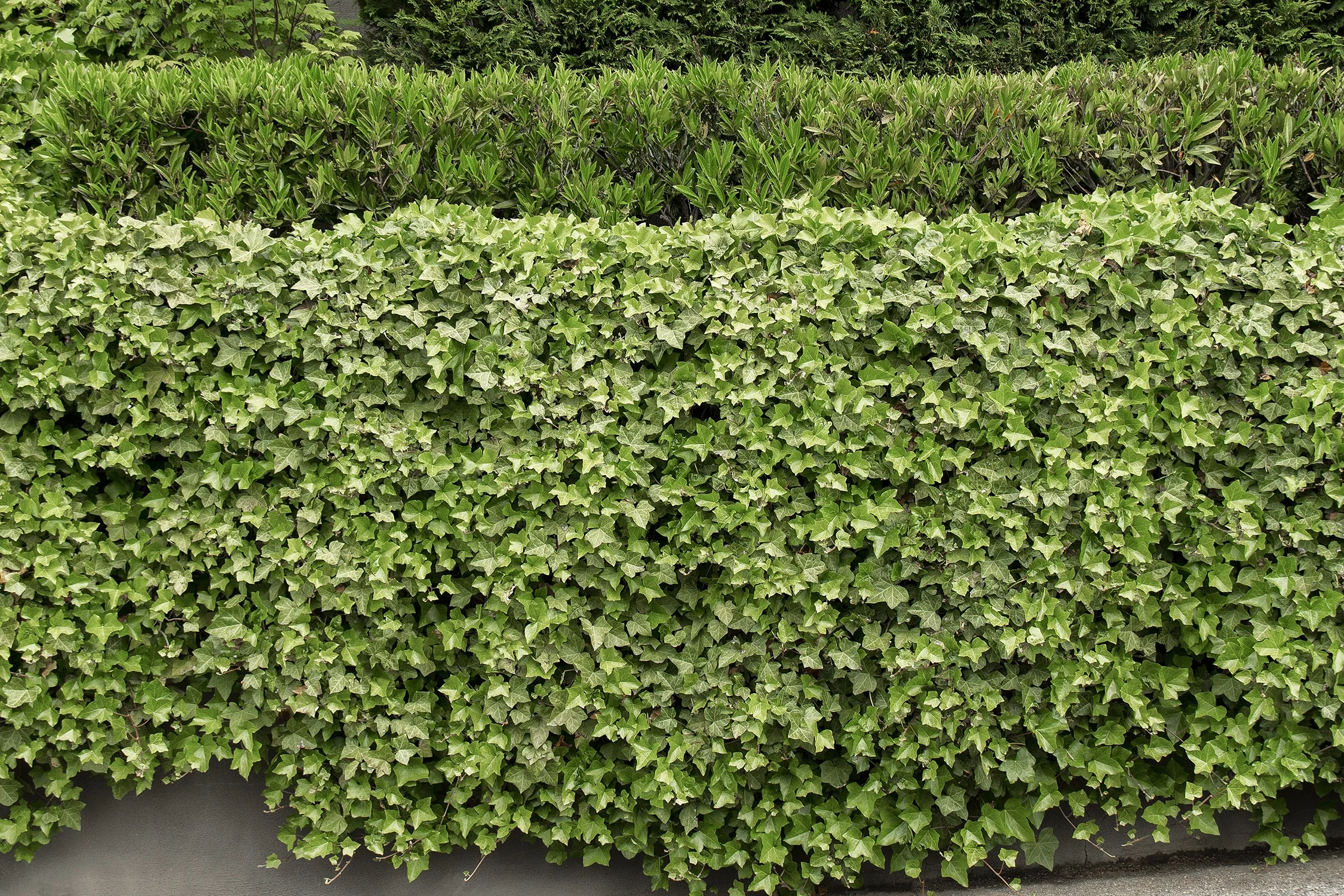 English Ivy 2 English Ivy