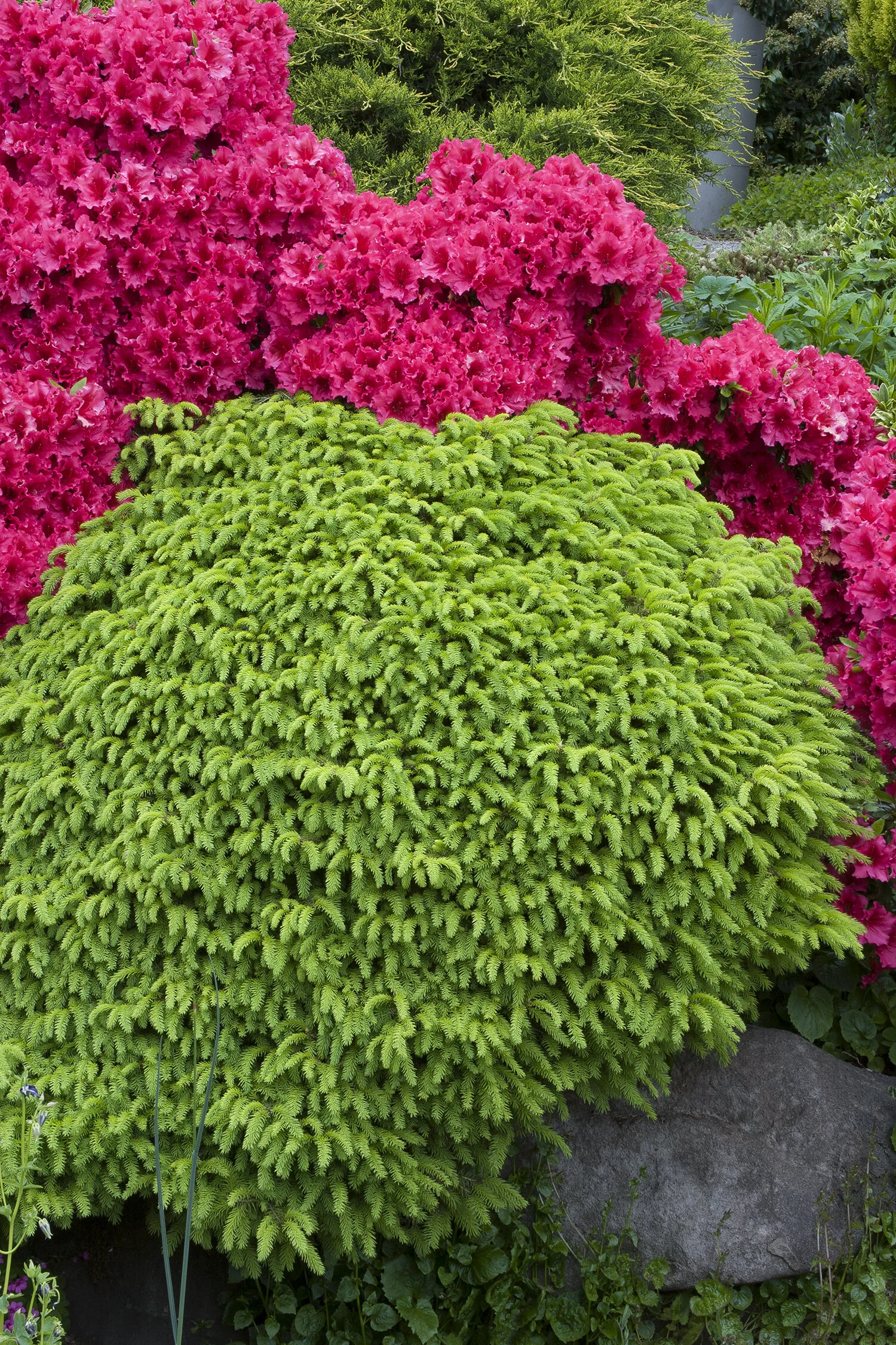 Little Gem Norway Spruce