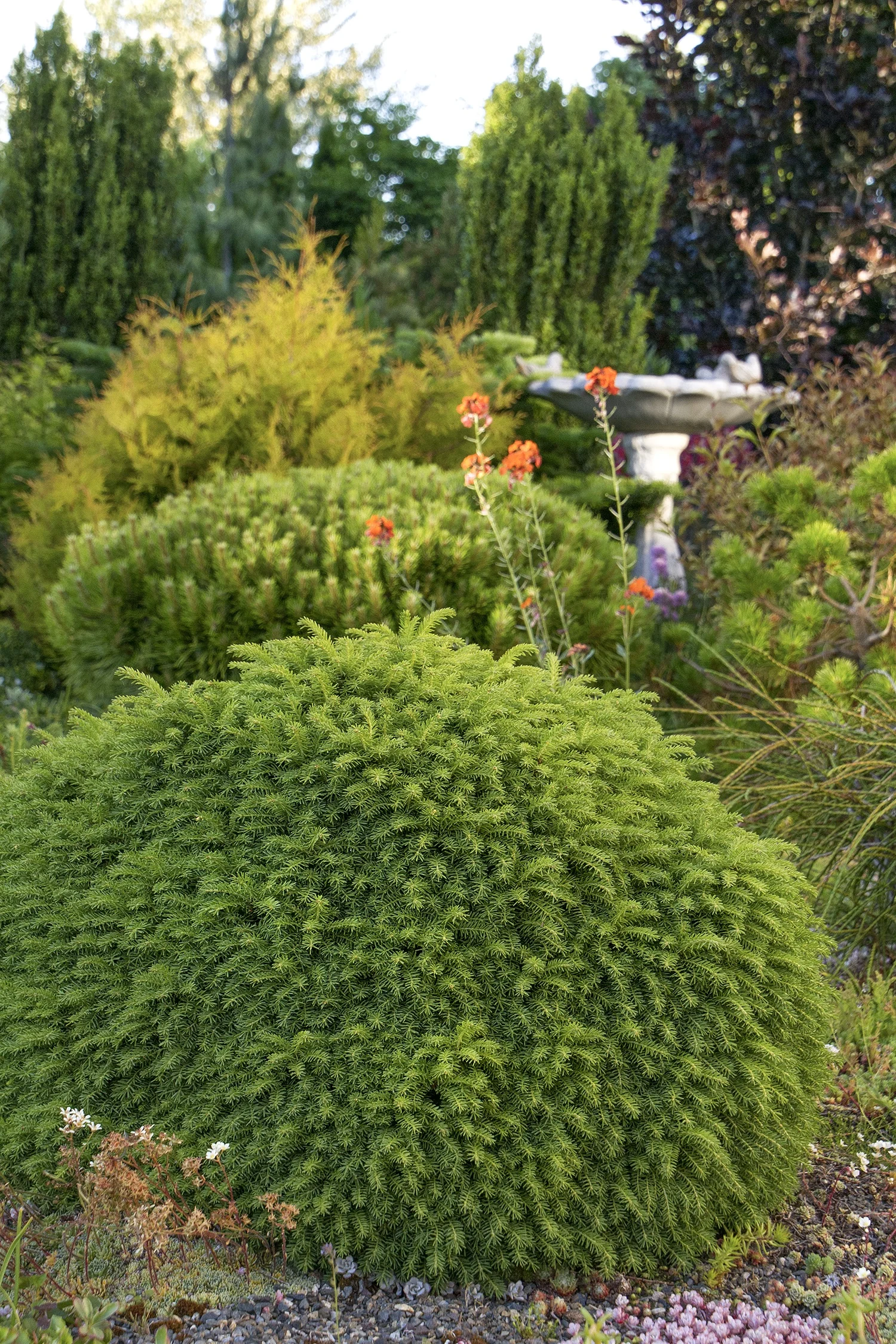 Little Gem Norway Spruce 3 Little Gem Norway Spruce