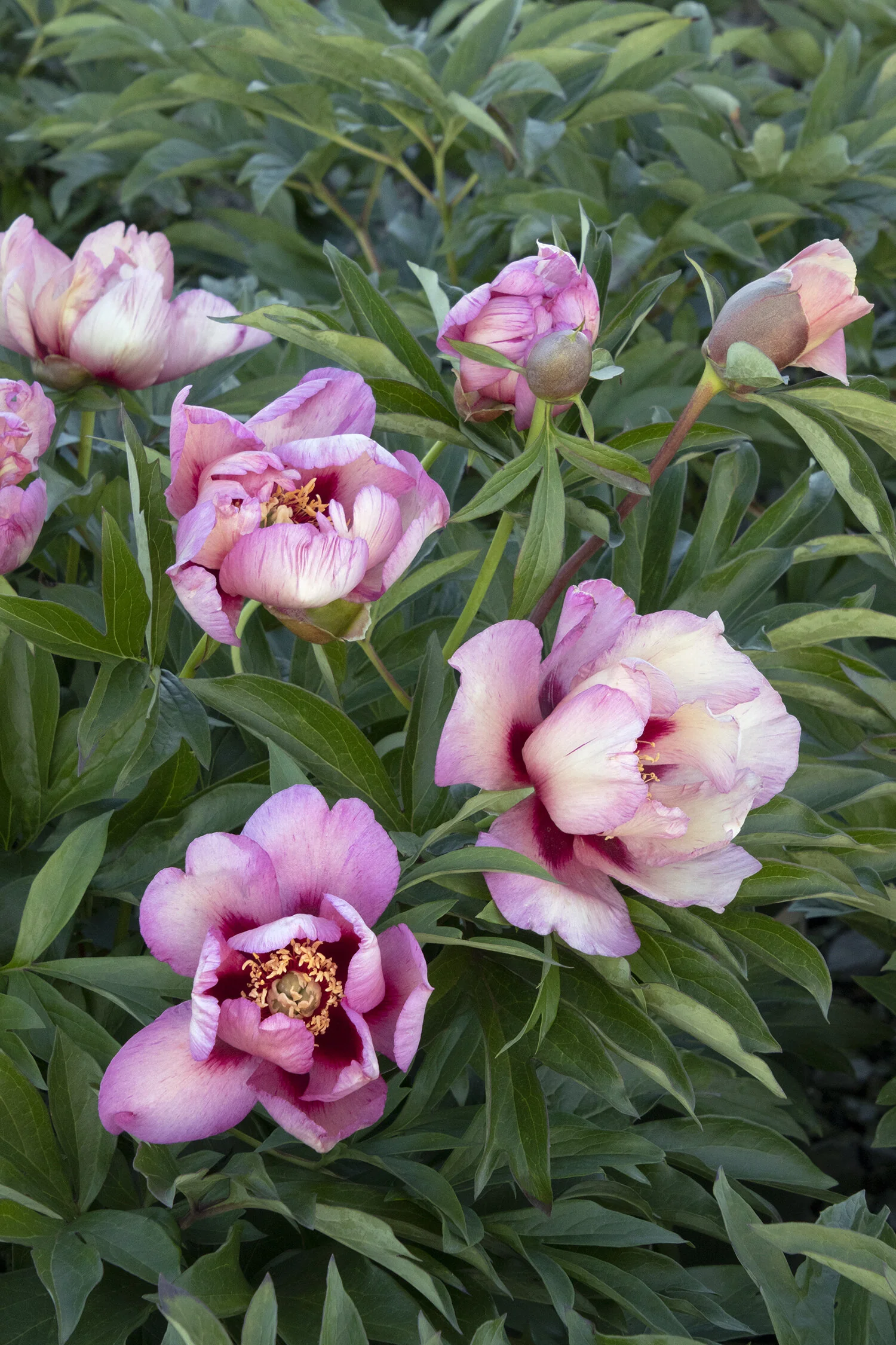 Takara™ (Treasure) Itoh Peony 10 Takara™ (Treasure) Itoh Peony
