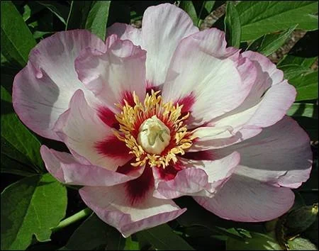 Takara™ (Treasure) Itoh Peony