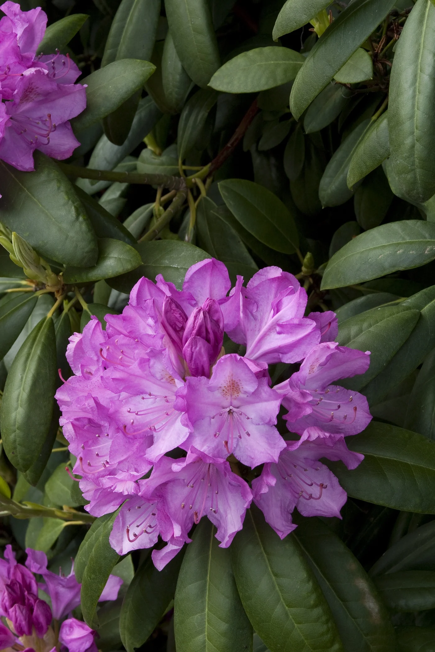 English Roseum Rhododendron 8 English Roseum Rhododendron