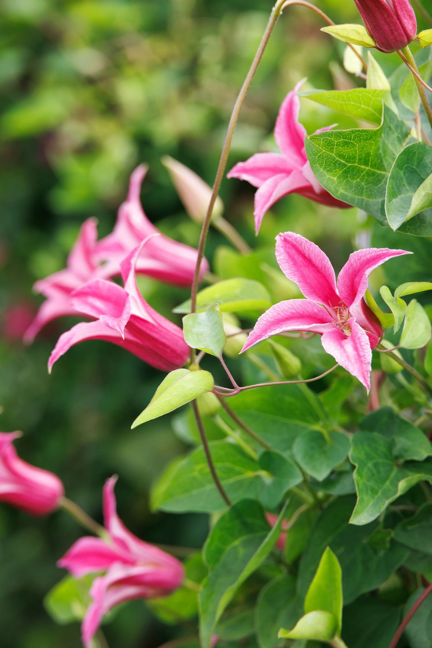 Princess Diana Clematis 9 Princess Diana Clematis