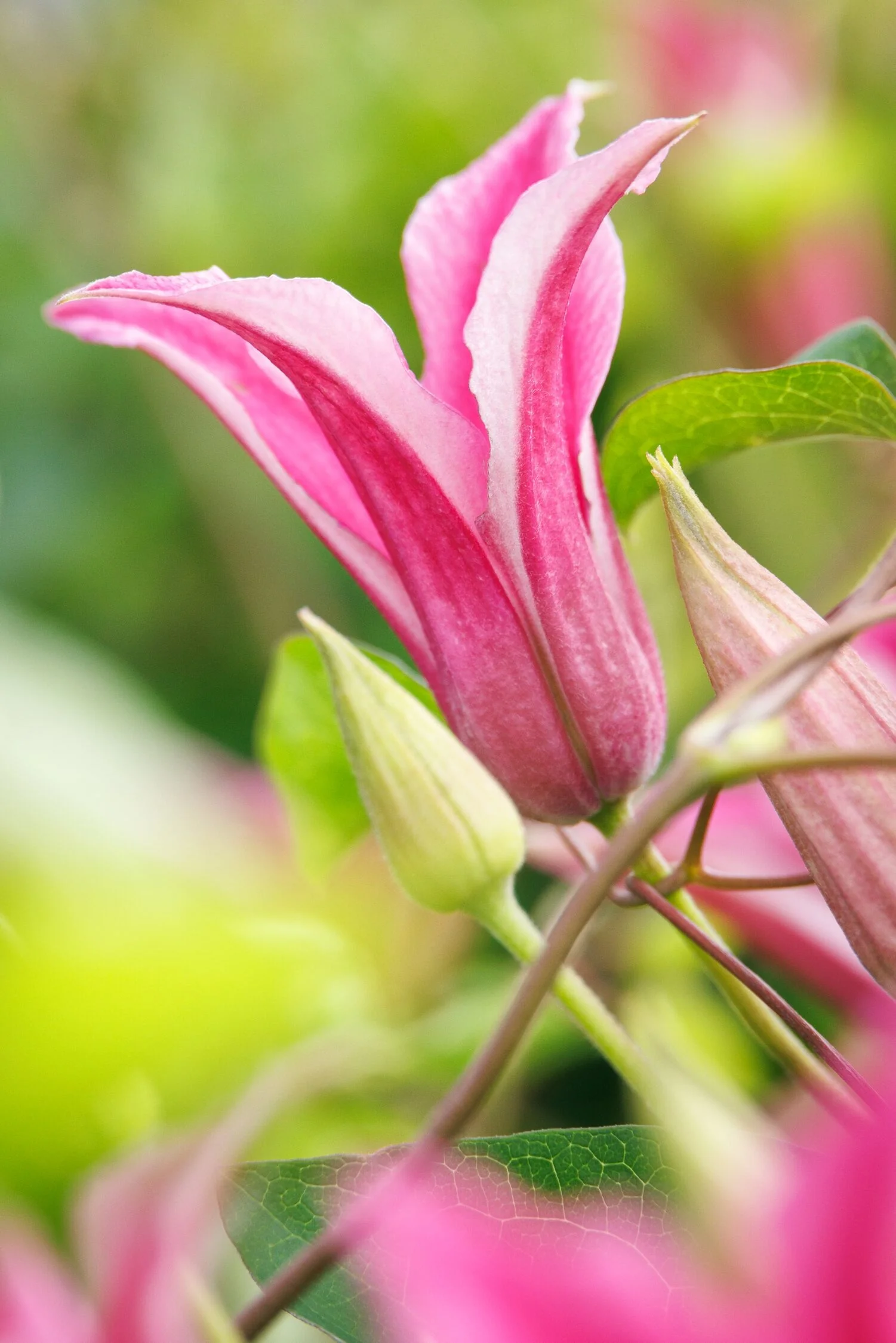 Princess Diana Clematis 2 Princess Diana Clematis