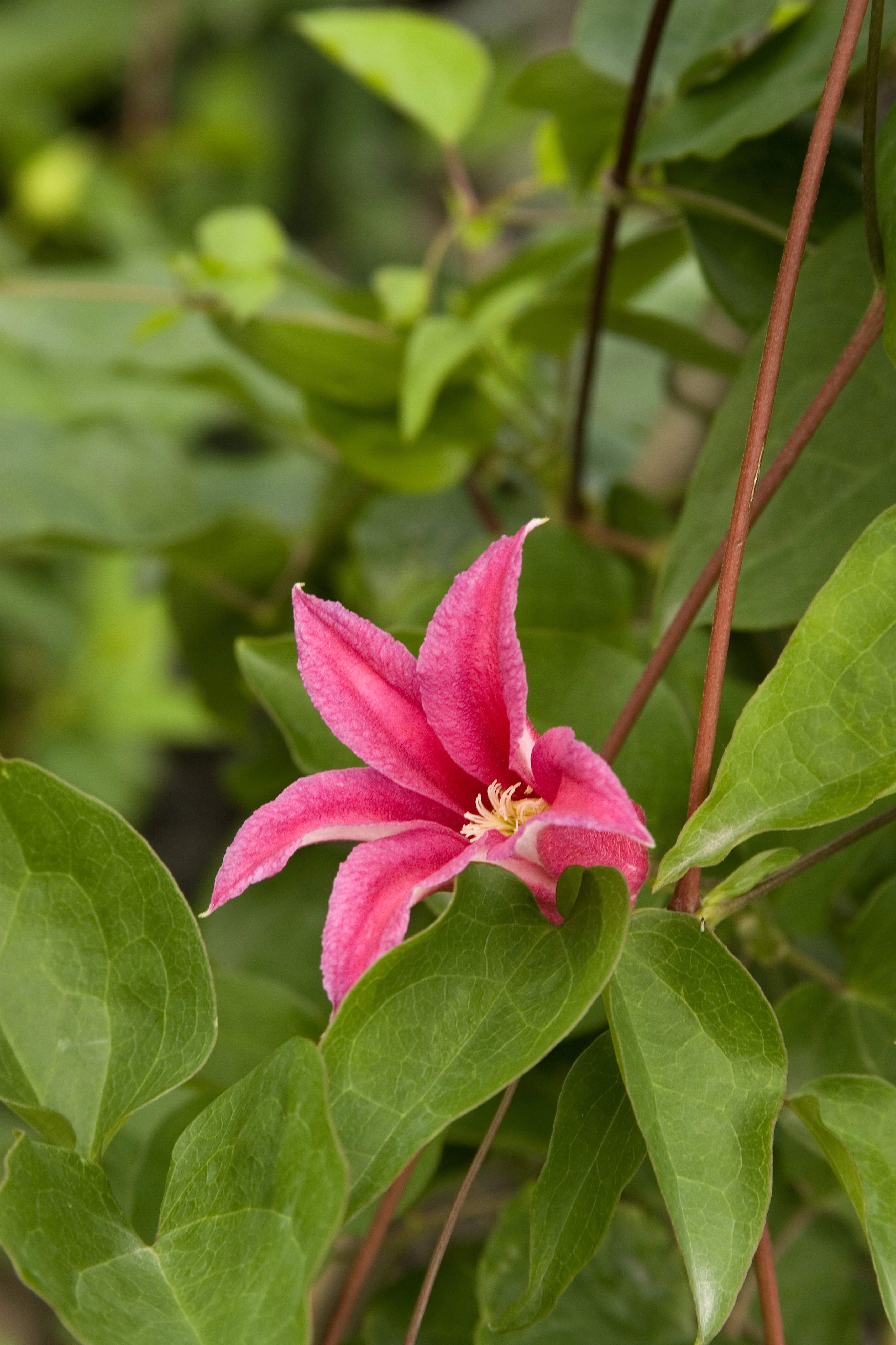 Princess Diana Clematis 3 Princess Diana Clematis