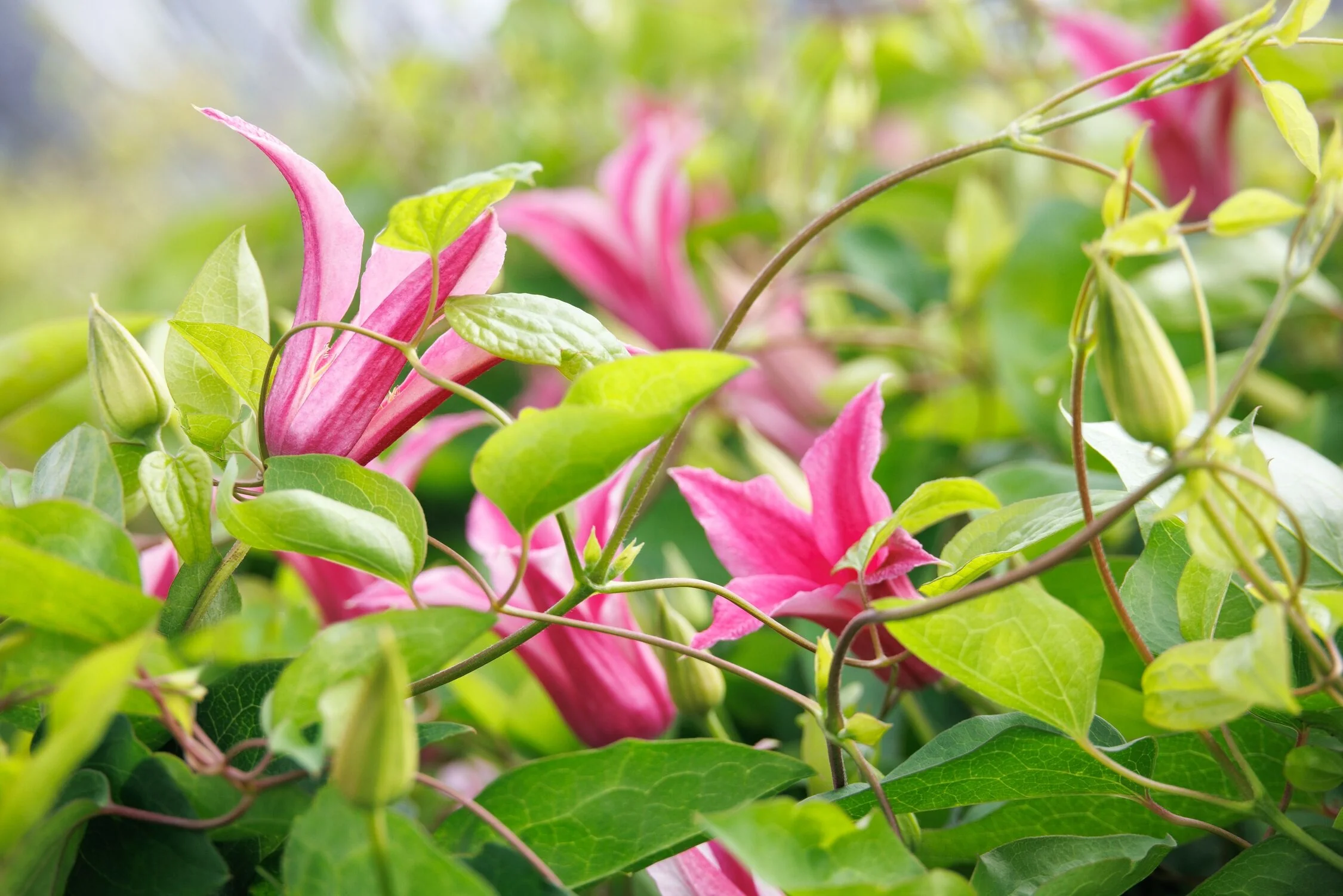 Princess Diana Clematis 4 Princess Diana Clematis