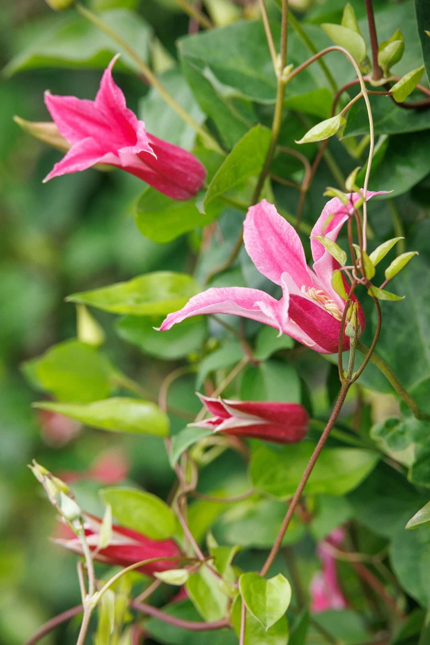 Princess Diana Clematis 5 Princess Diana Clematis