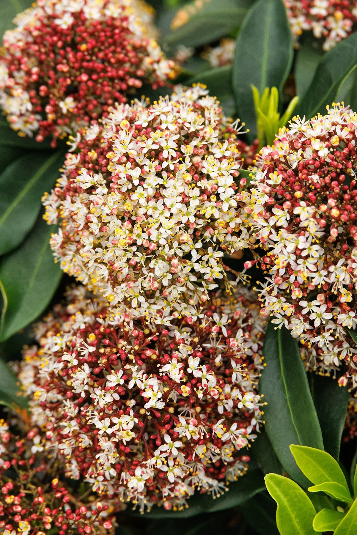 Japanese Skimmia (Male) 1 Japanese Skimmia (Male)