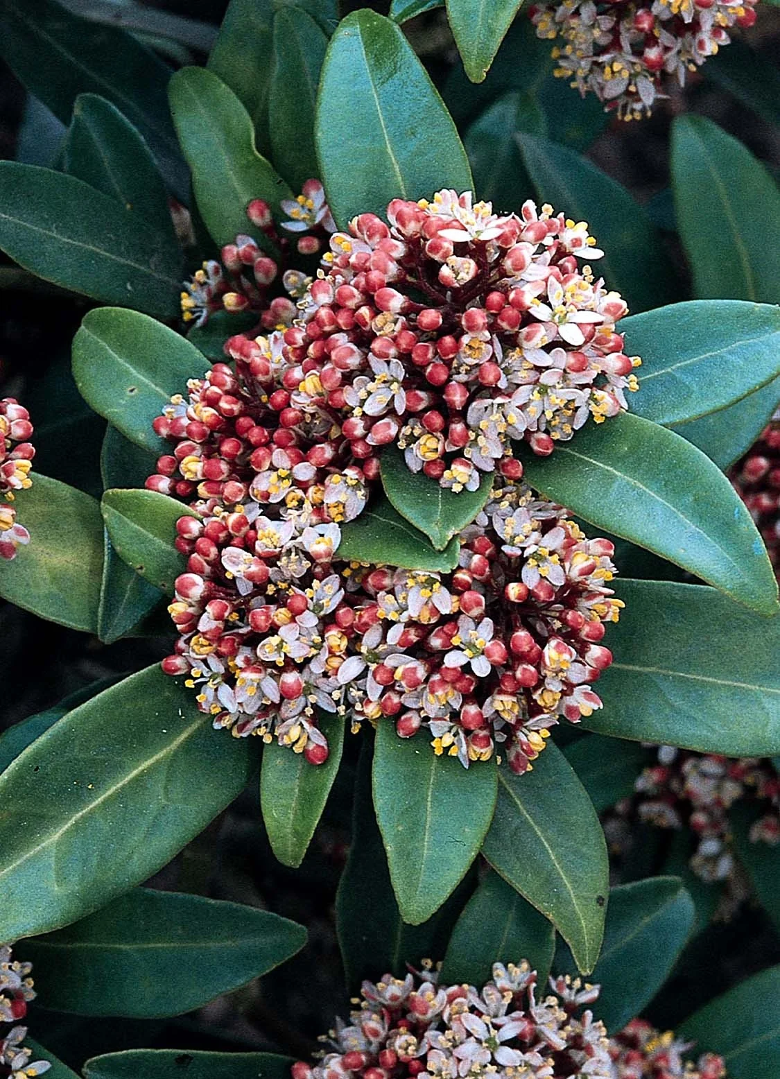 Japanese Skimmia (Male) 3 Japanese Skimmia (Male)