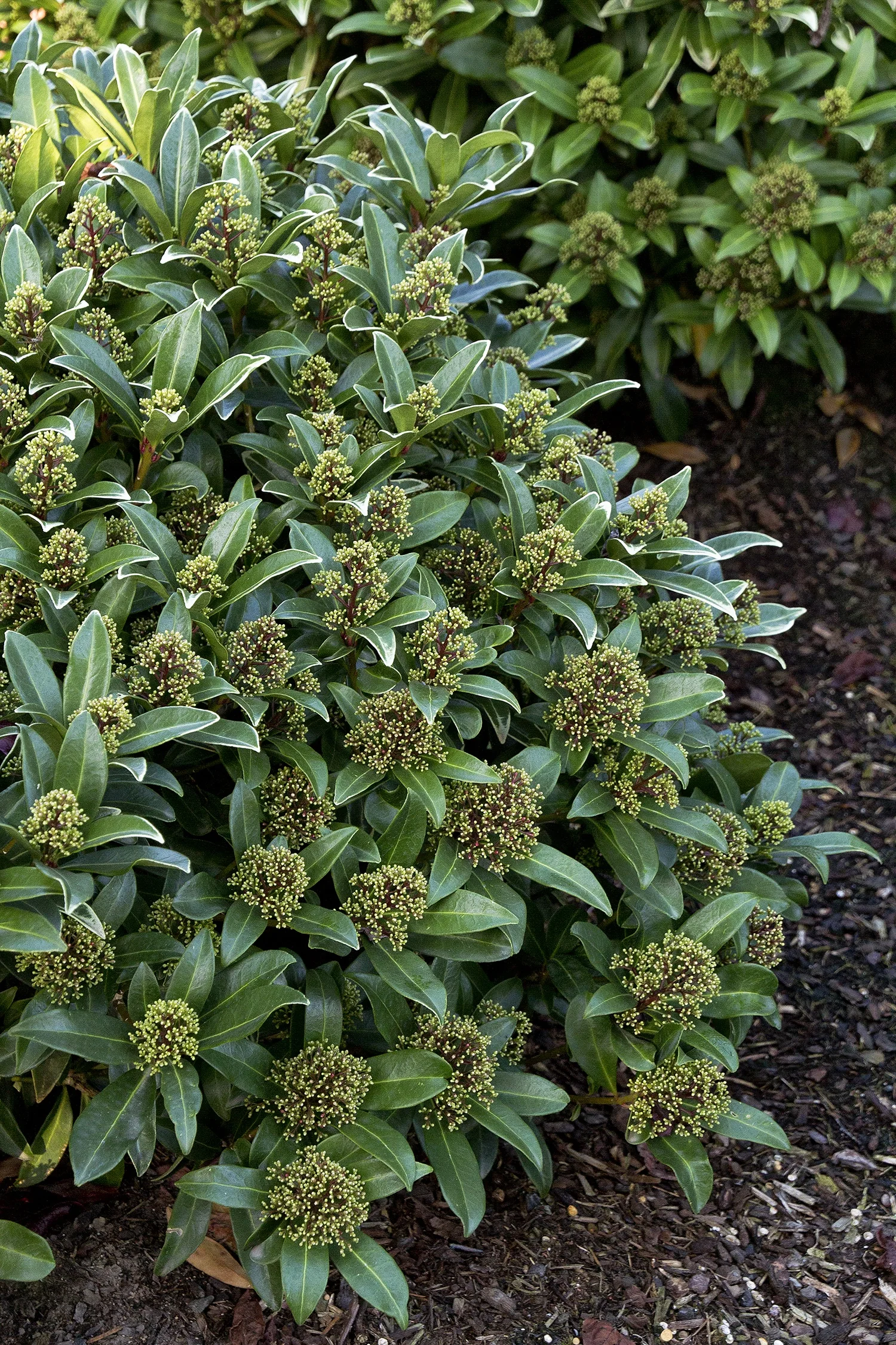 Japanese Skimmia (Male) 4 Japanese Skimmia (Male)