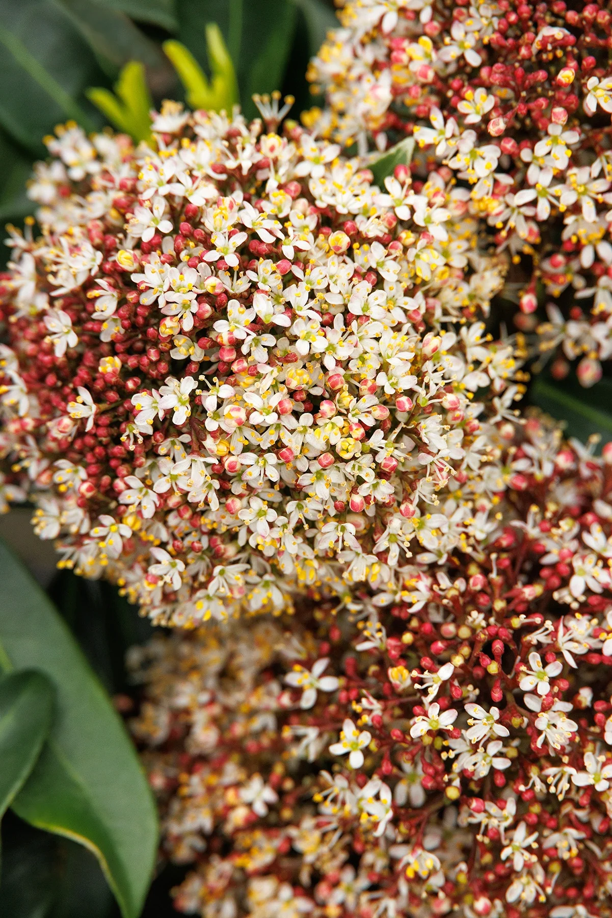 Japanese Skimmia (Male) 5 Japanese Skimmia (Male)