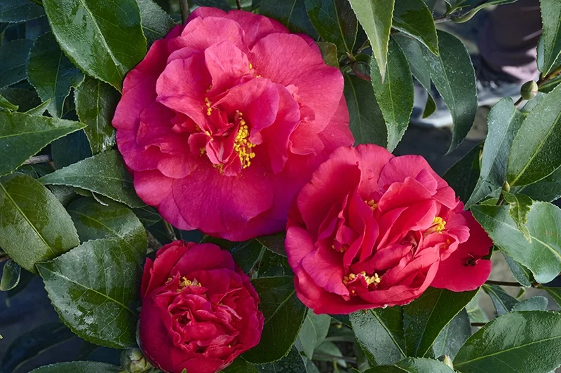 Julius Nuccio Camellia 5 Julius Nuccio Camellia