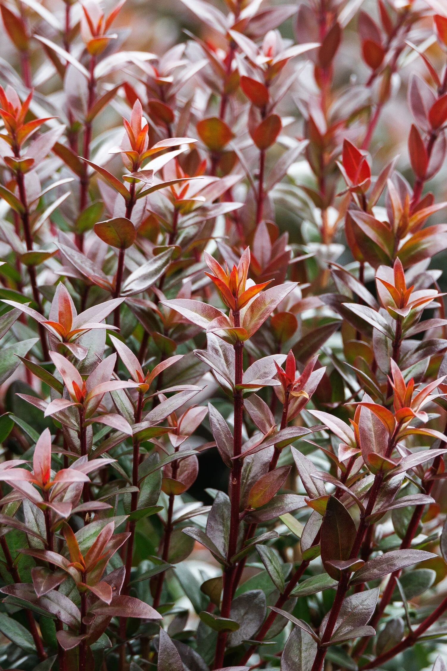 Sweetmaroon™ Myrtle 10 Sweetmaroon™ Myrtle