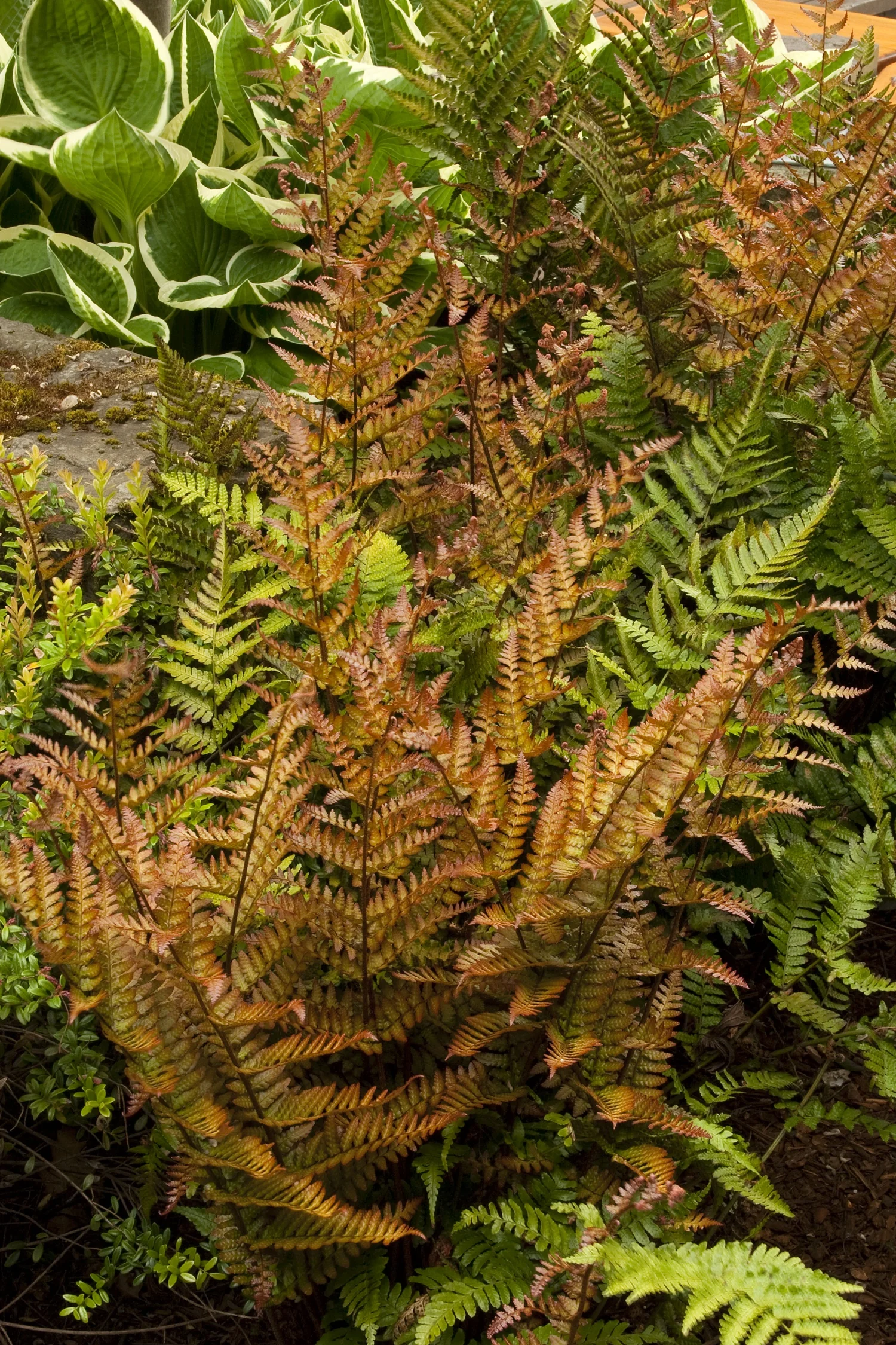 Autumn Fern 1 Autumn Fern