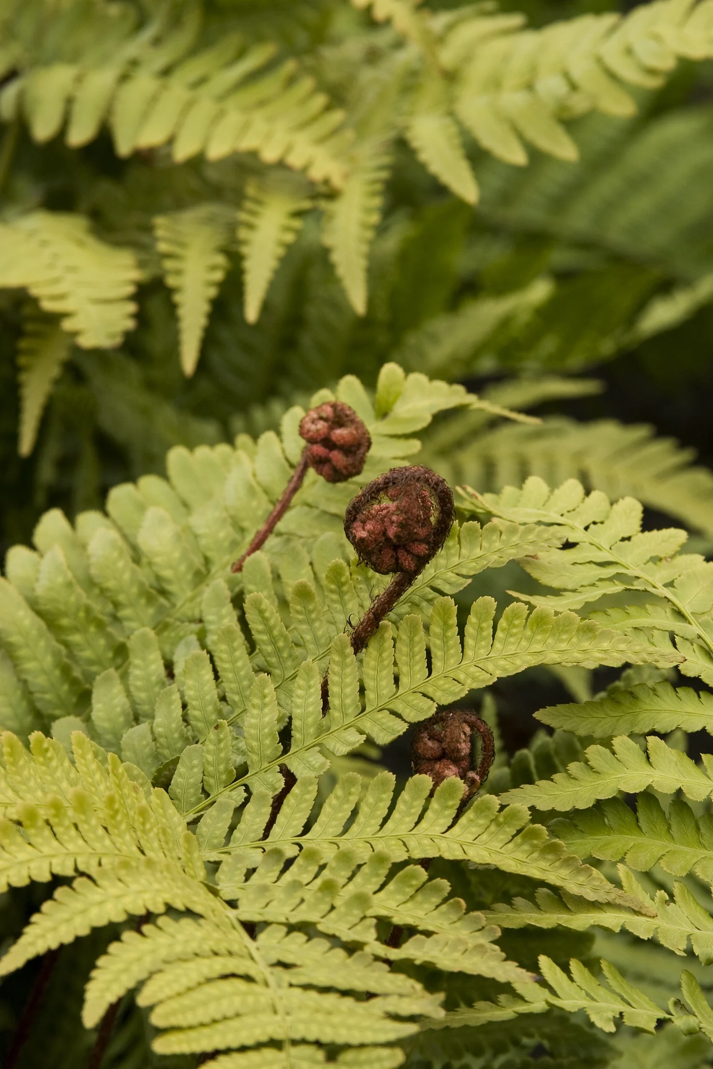 Autumn Fern 2 Autumn Fern