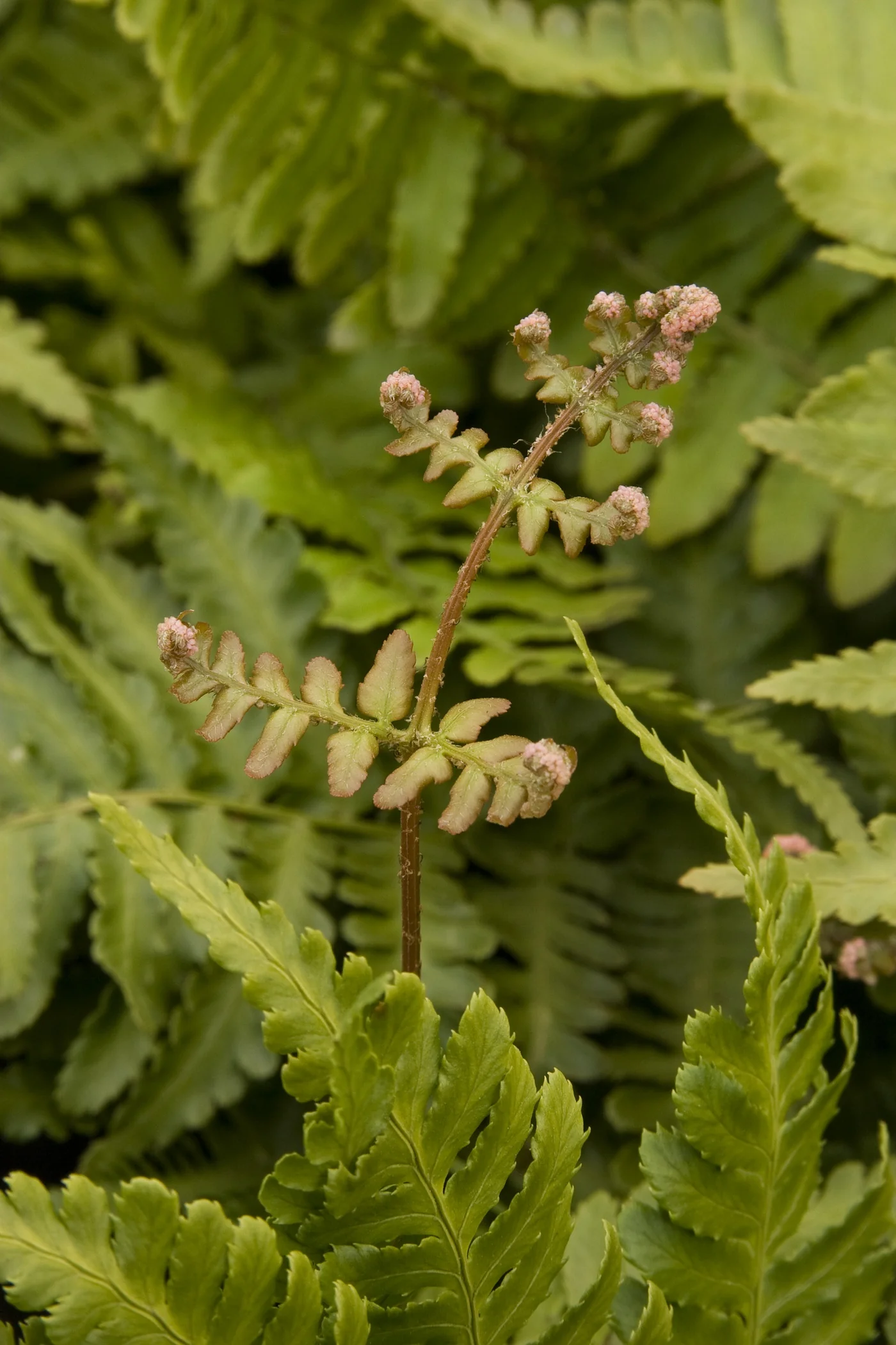 Autumn Fern 3 Autumn Fern