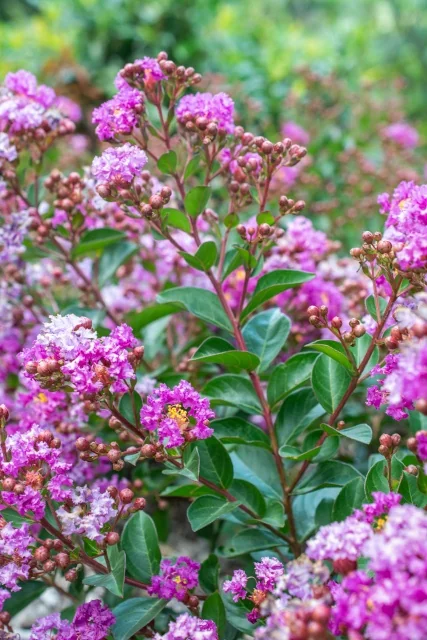Bellini® Grape Crape Myrtle